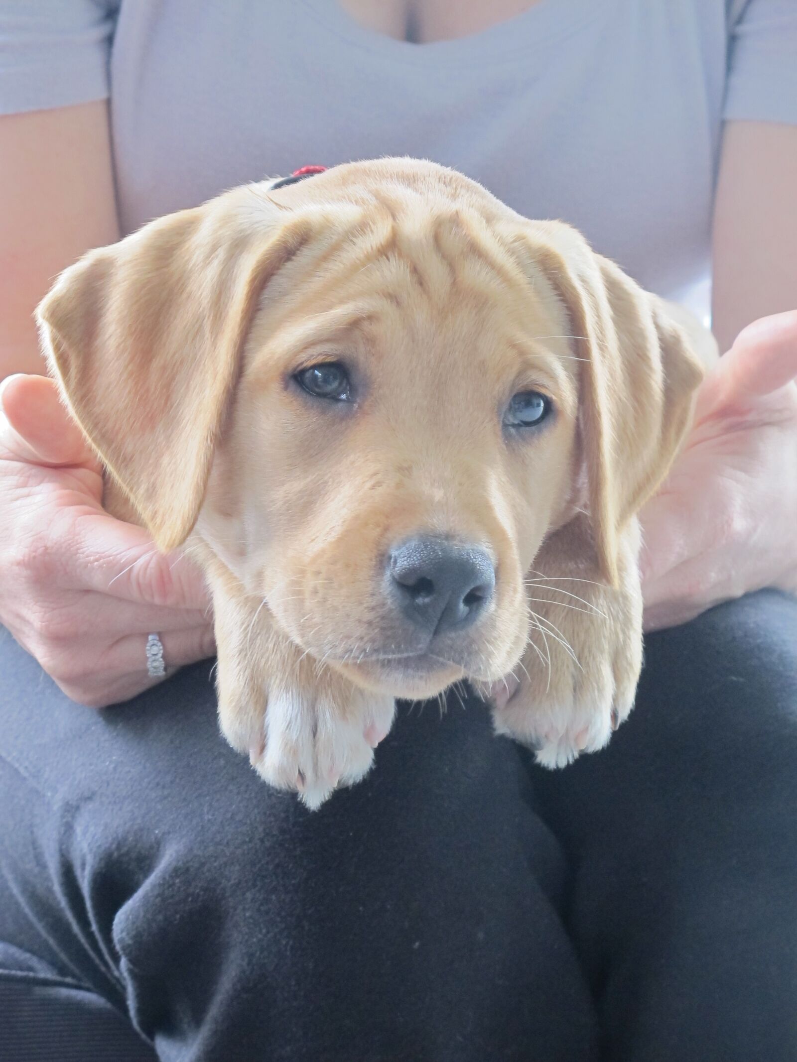 Canon PowerShot G12 sample photo. Pup, puppy, labrador photography