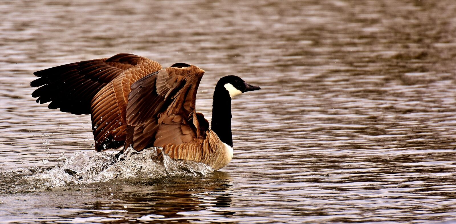 Nikon D7200 sample photo. Goose, wild goose, water photography