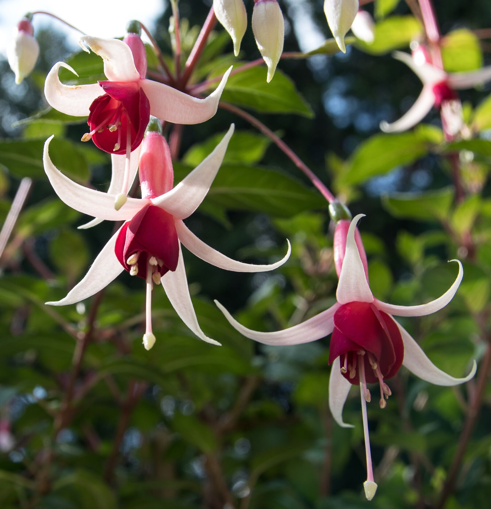 Canon EOS 80D sample photo. Fuchsia, plant, blossom photography