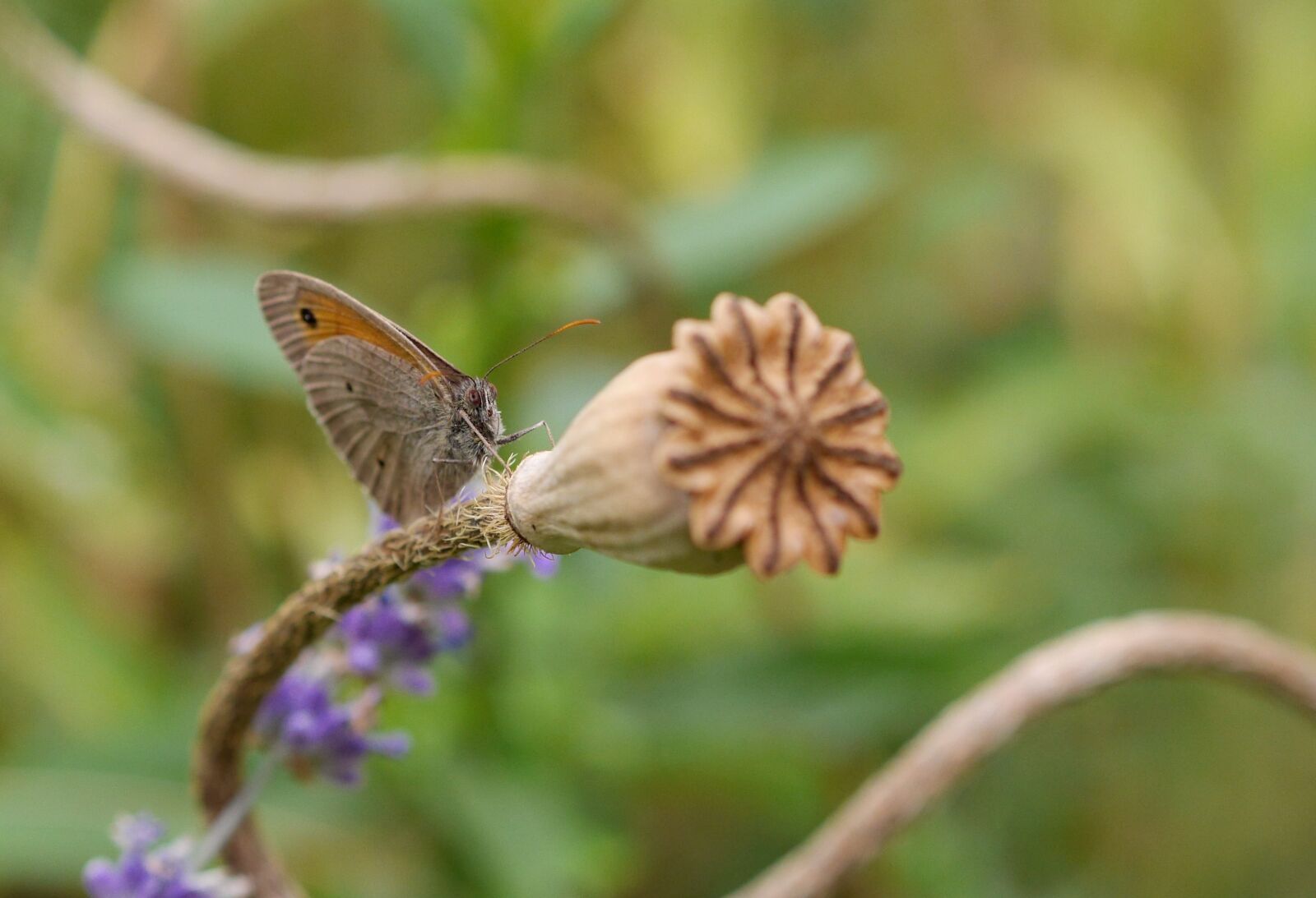 Panasonic Lumix DMC-GH3 sample photo. Butterfly, poppy capsule, nature photography