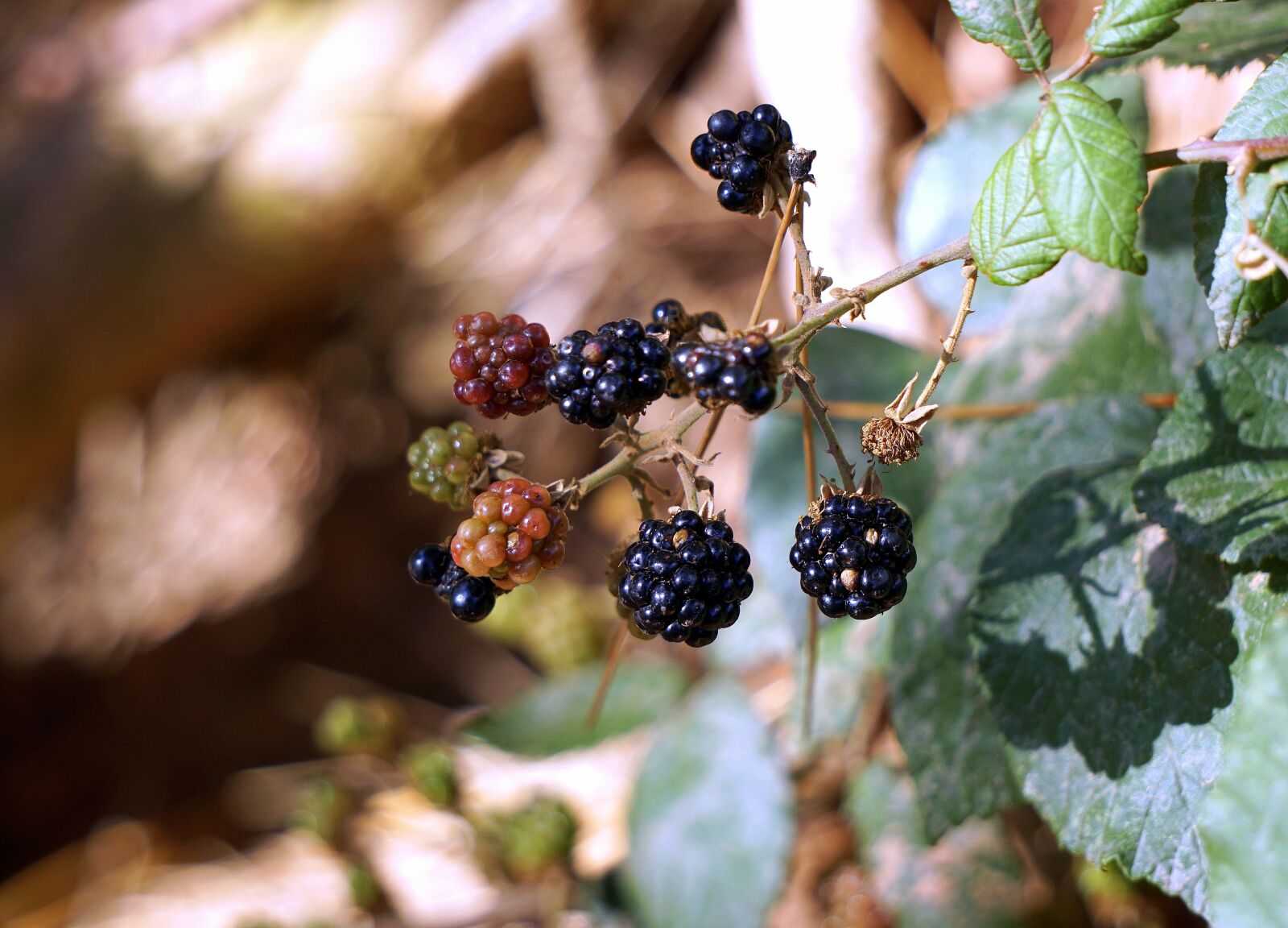 Sony E 55-210mm F4.5-6.3 OSS sample photo. Blackberries, berries, red photography