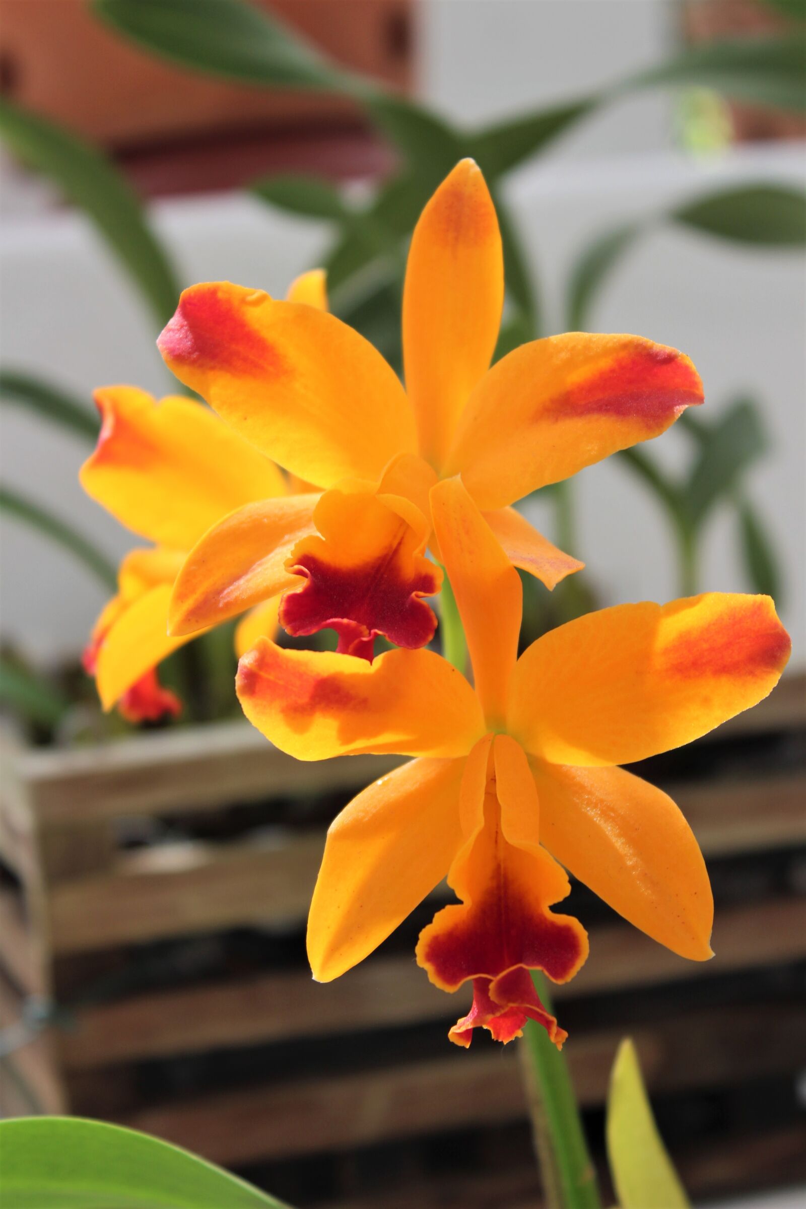 Canon EOS 600D (Rebel EOS T3i / EOS Kiss X5) sample photo. Flower, plant, garden photography