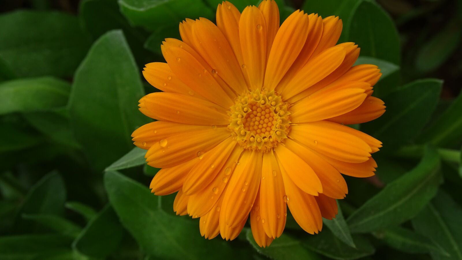 Sony Cyber-shot DSC-HX400V sample photo. Nature, flora, flower photography