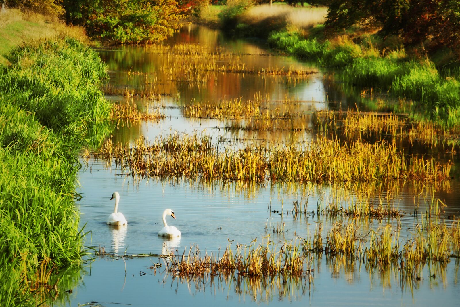Canon EF-S 55-250mm F4-5.6 IS STM sample photo. Swan, autumn, water photography