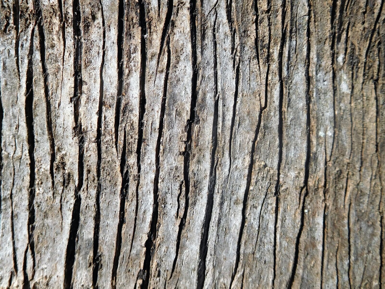 Nikon Coolpix S7000 sample photo. A bark of palm photography