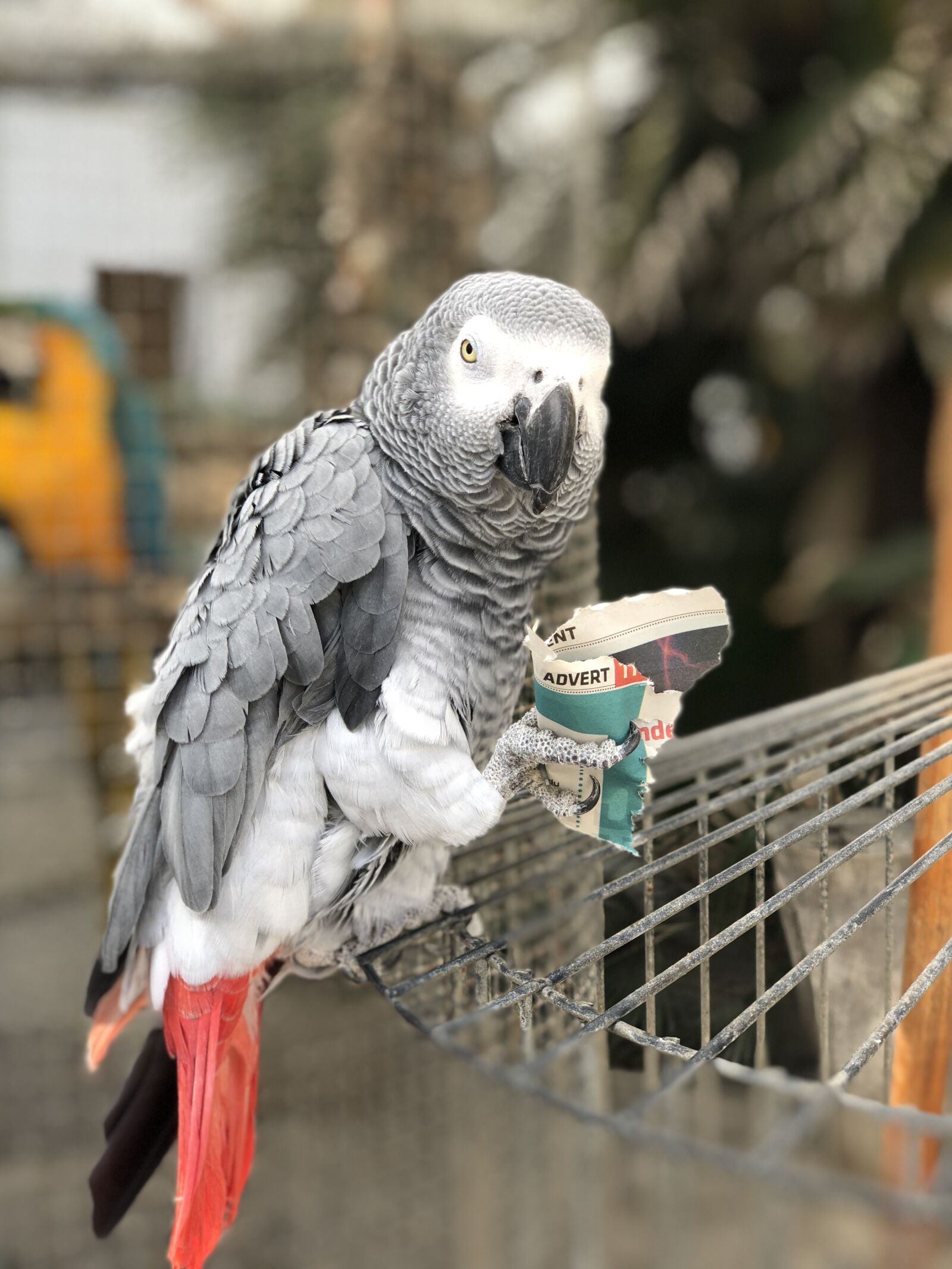 iPhone X back dual camera 6mm f/2.4 sample photo. Parrot, namibia, bird photography