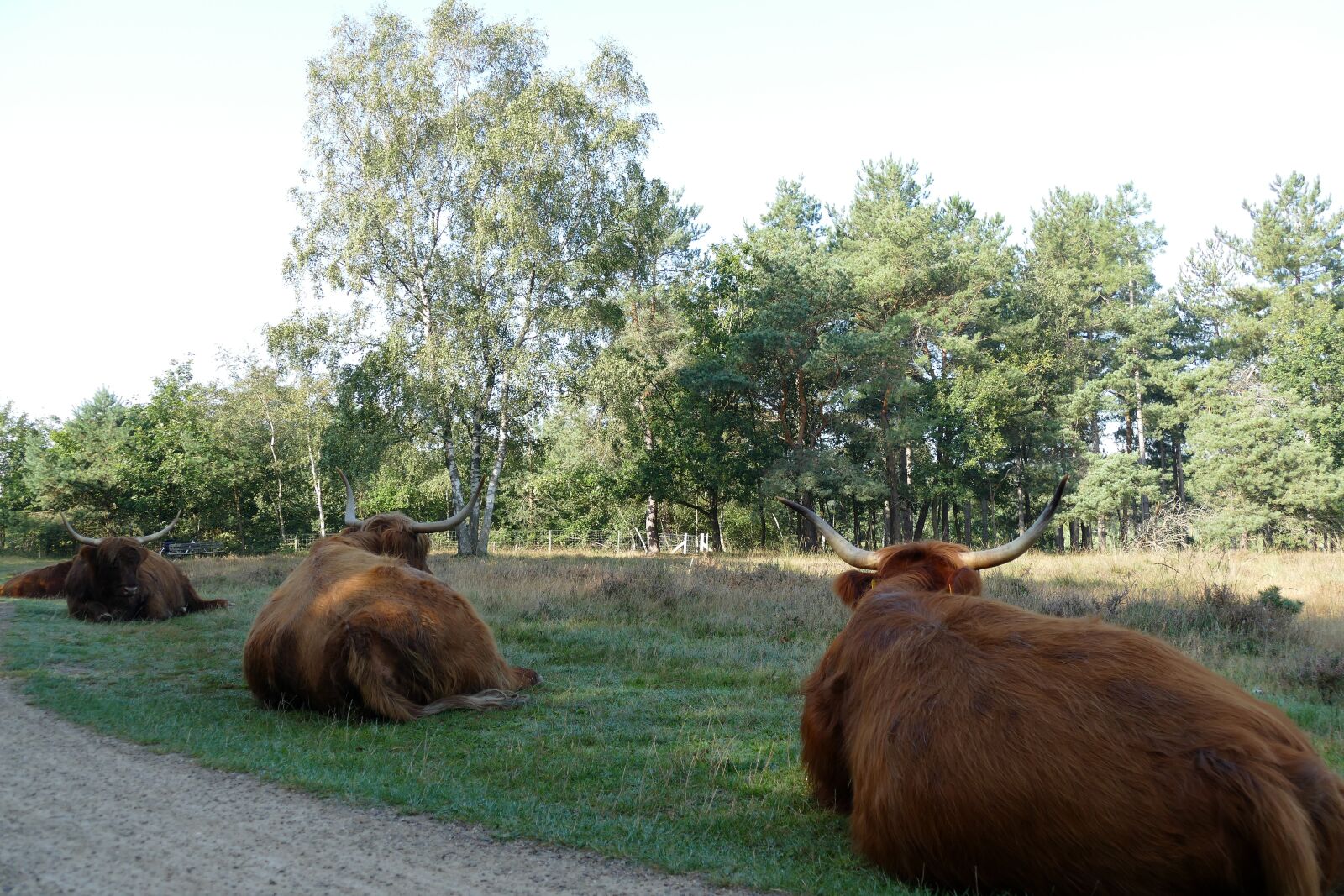 Panasonic Lumix DMC-FZ1000 sample photo. Scottish highlander, cow, beef photography