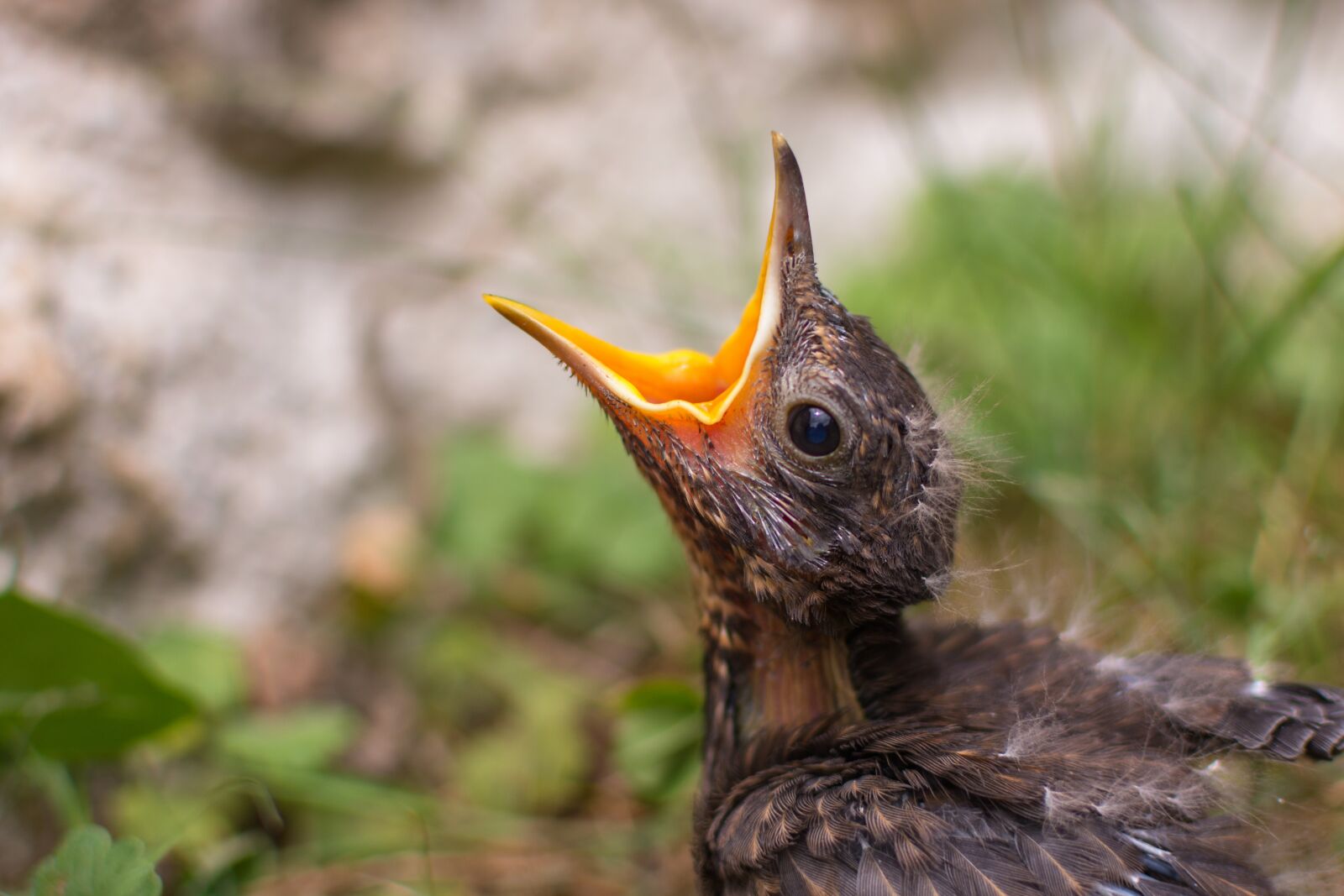 Nikon D7200 sample photo. Blackbird, chicken, bird photography