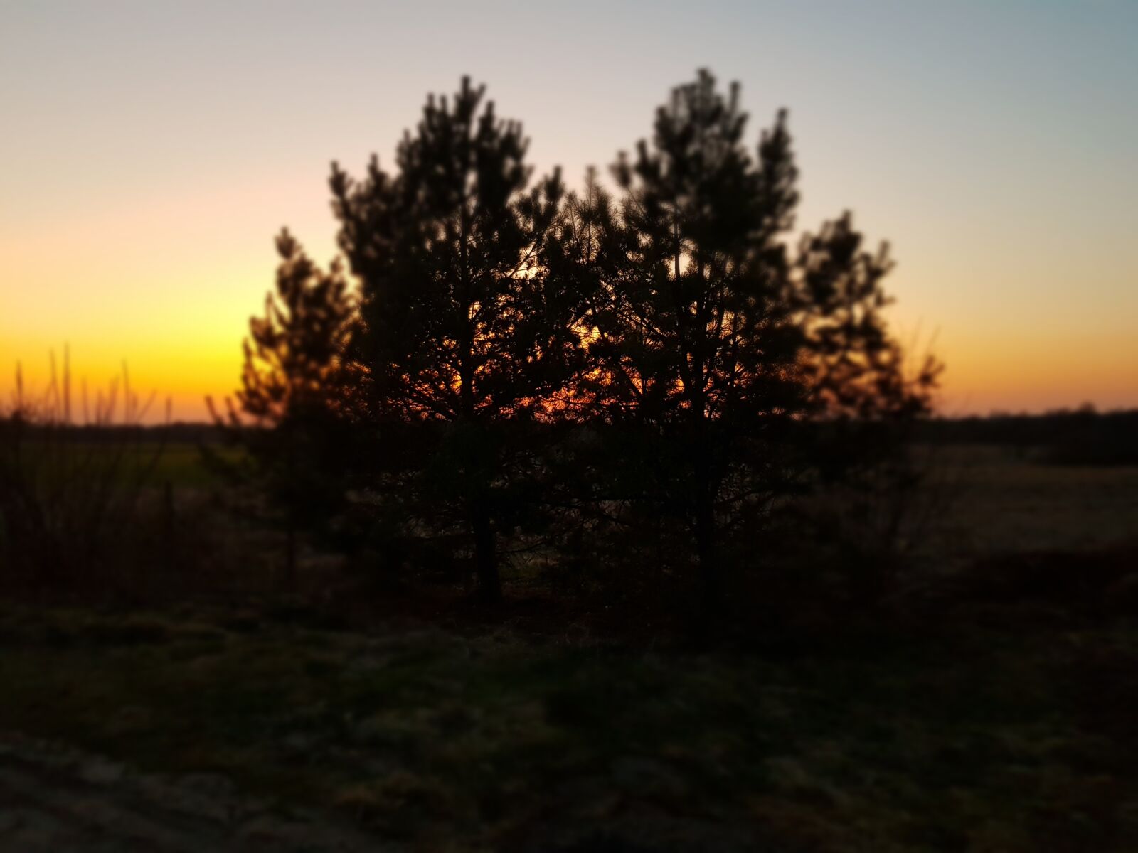 Samsung Galaxy S8 sample photo. Sunset, pine, nature photography