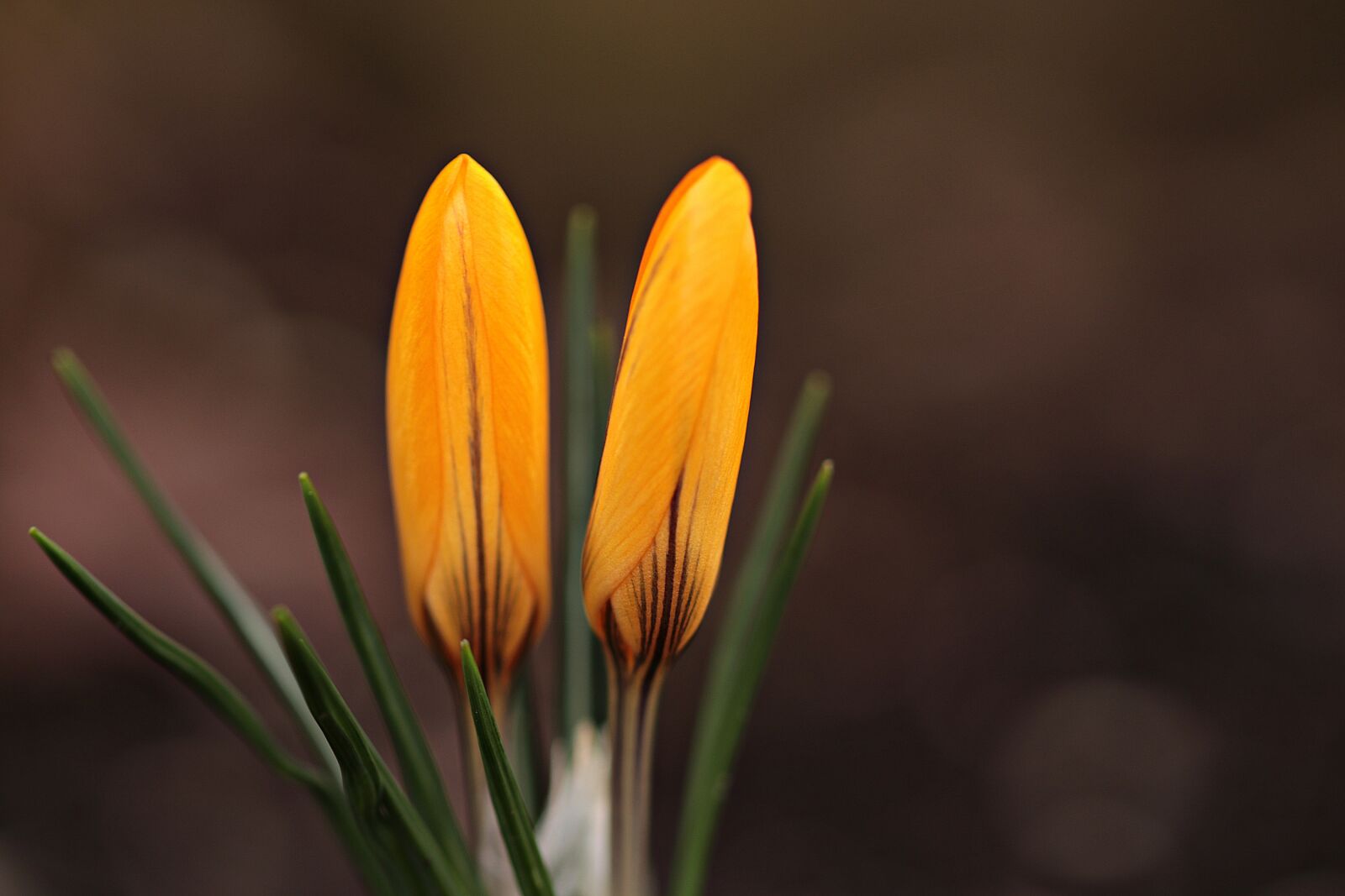 Canon EOS 80D sample photo. Garden, spring, crocus photography