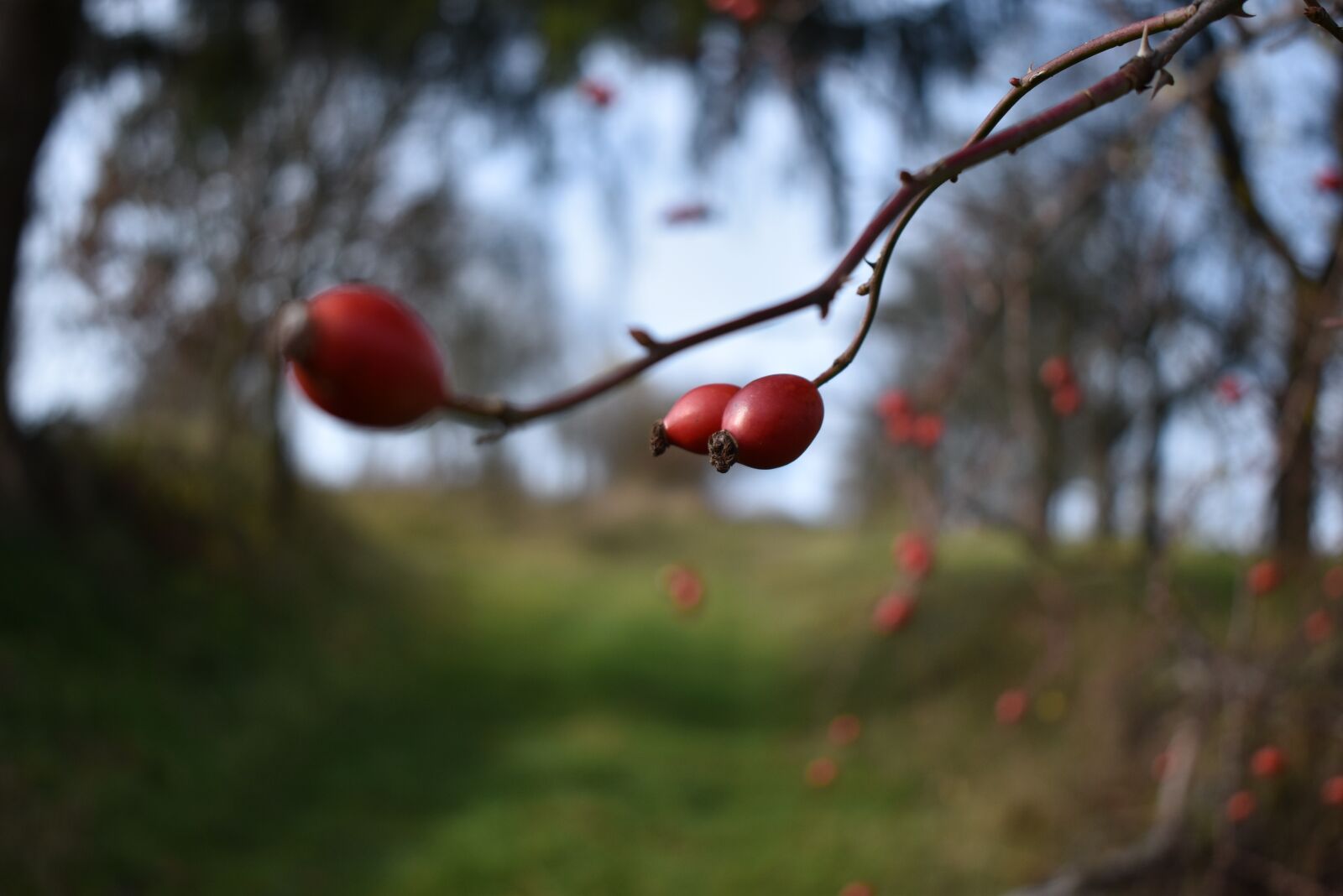 Nikon D5600 sample photo. Nature, hip, autumn photography