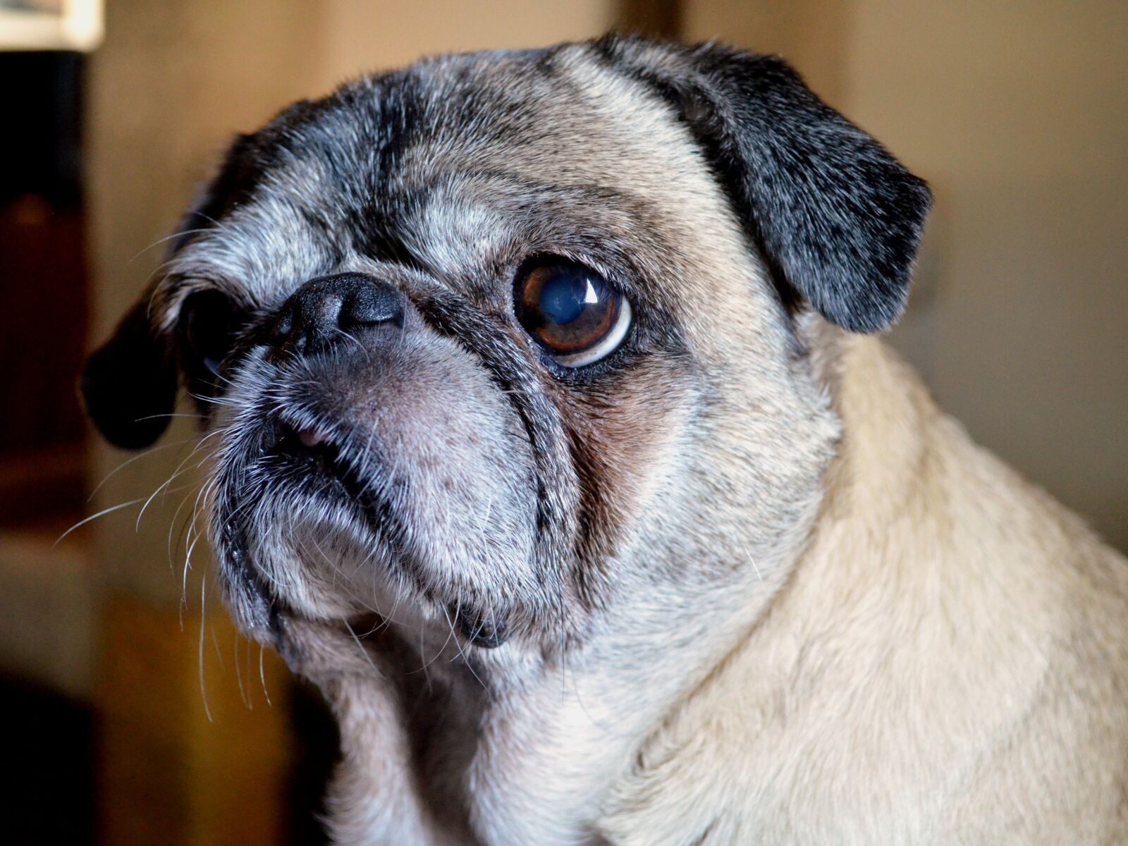 Nikon D5100 sample photo. Dog, pug, animal photography