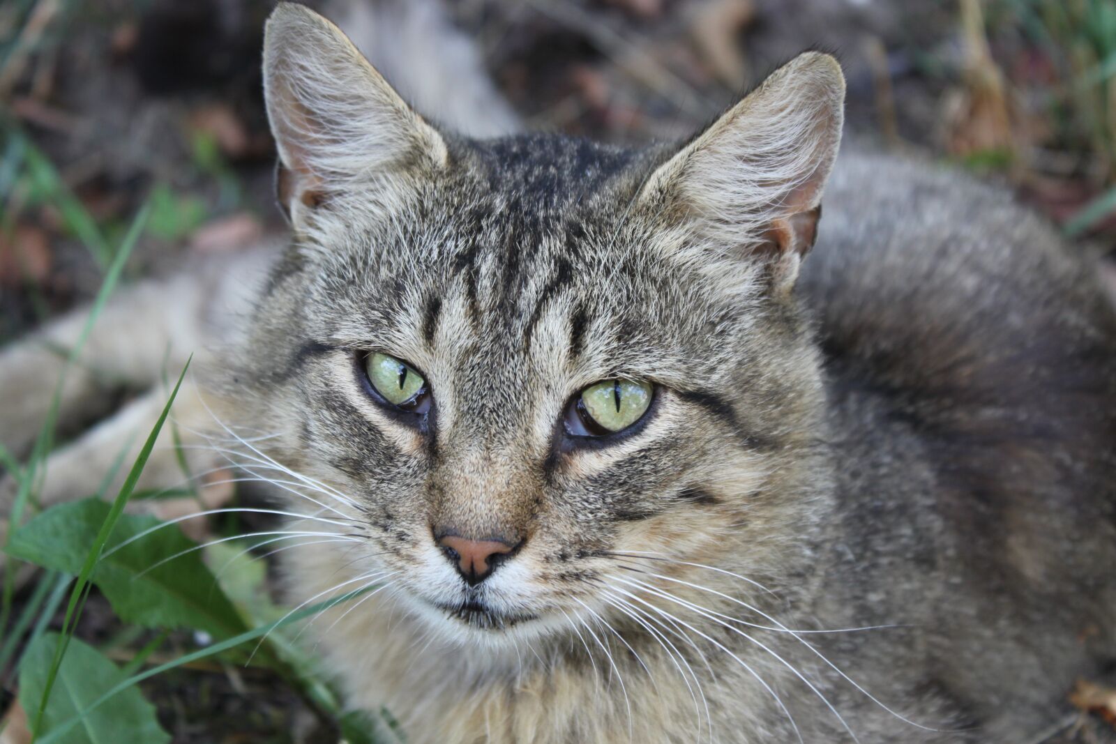 Canon EOS 500D (EOS Rebel T1i / EOS Kiss X3) sample photo. Cat, eyes, animal photography