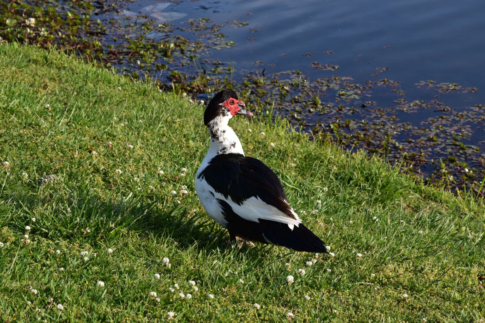 Nikon D5600 sample photo. Duck, red, white photography