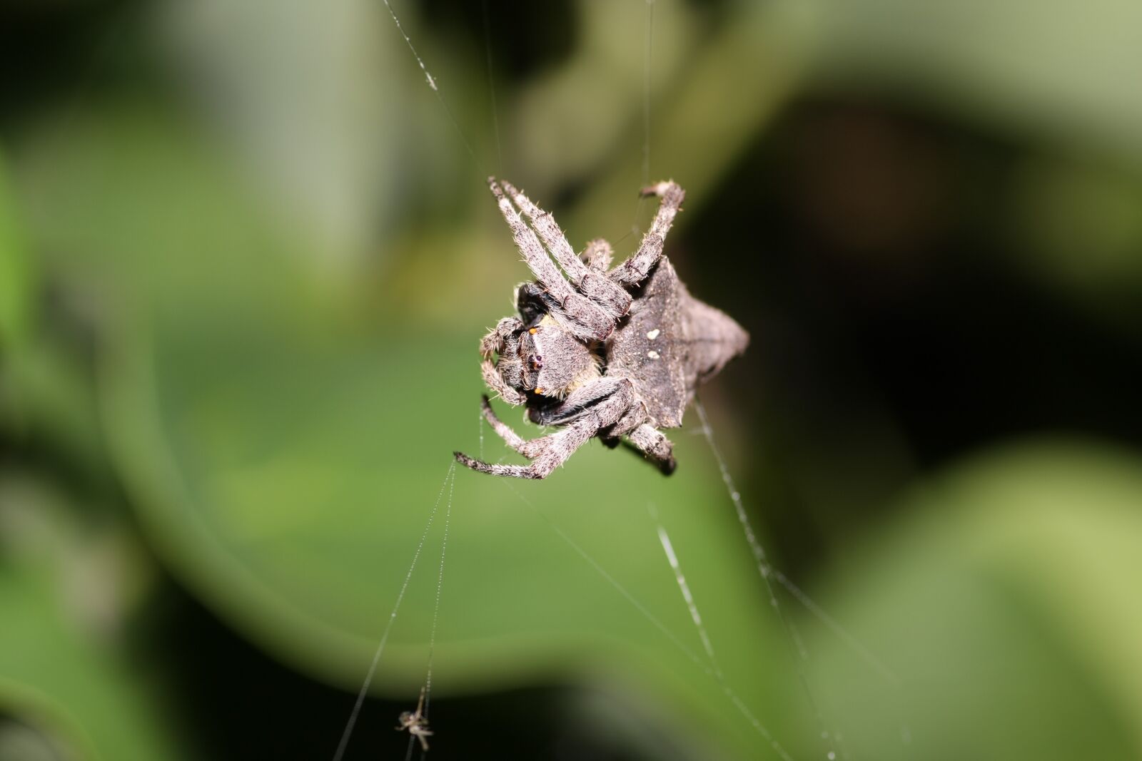 Canon EOS 40D sample photo. Triangle ghost spider, spider photography