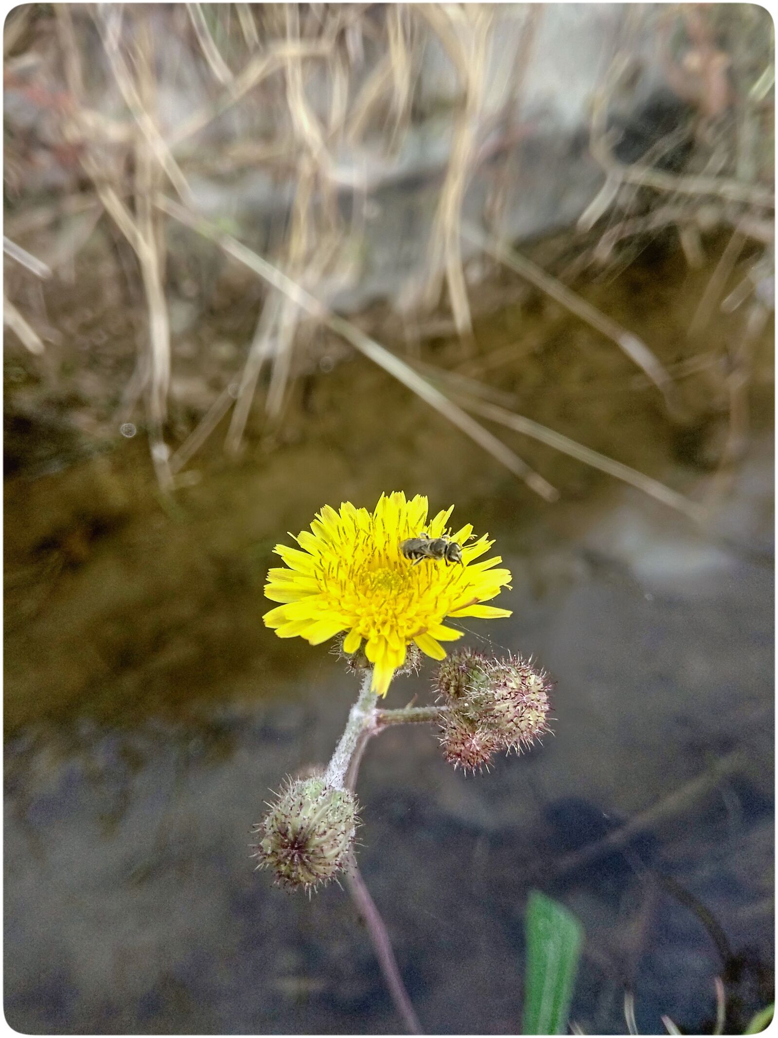 Xiaomi Redmi Note 4 sample photo. Yellow flowers, bee, bee photography
