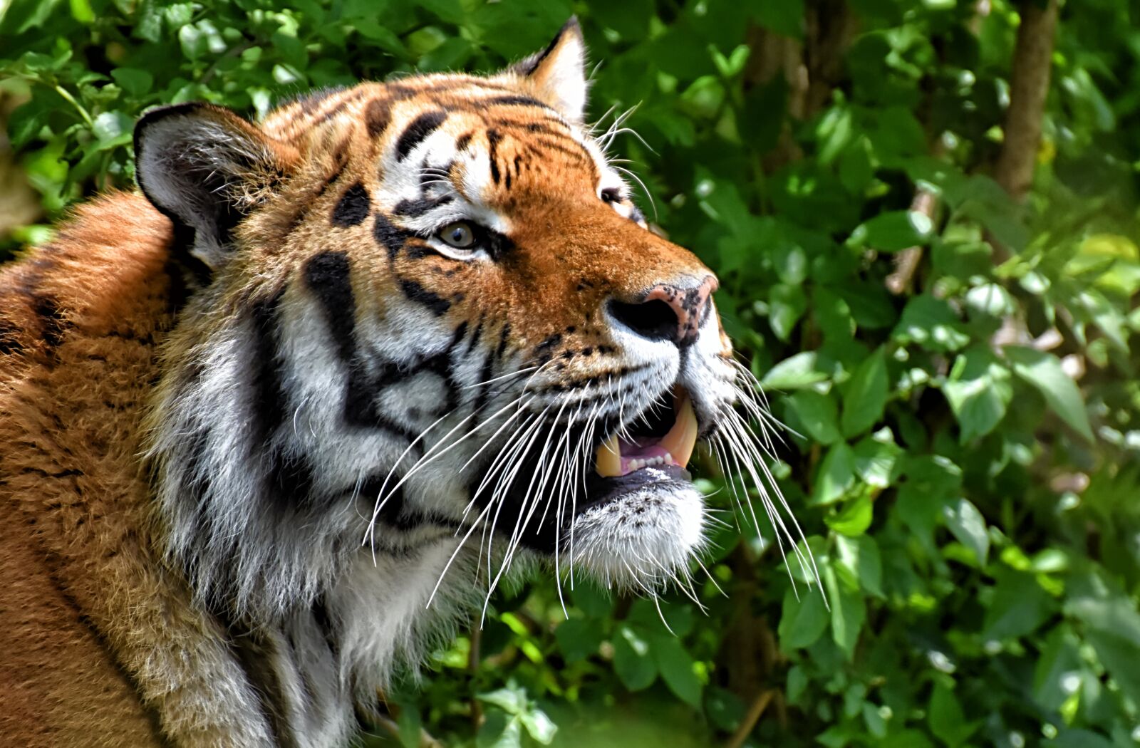 Nikon D7200 sample photo. Tiger, big cat, predator photography