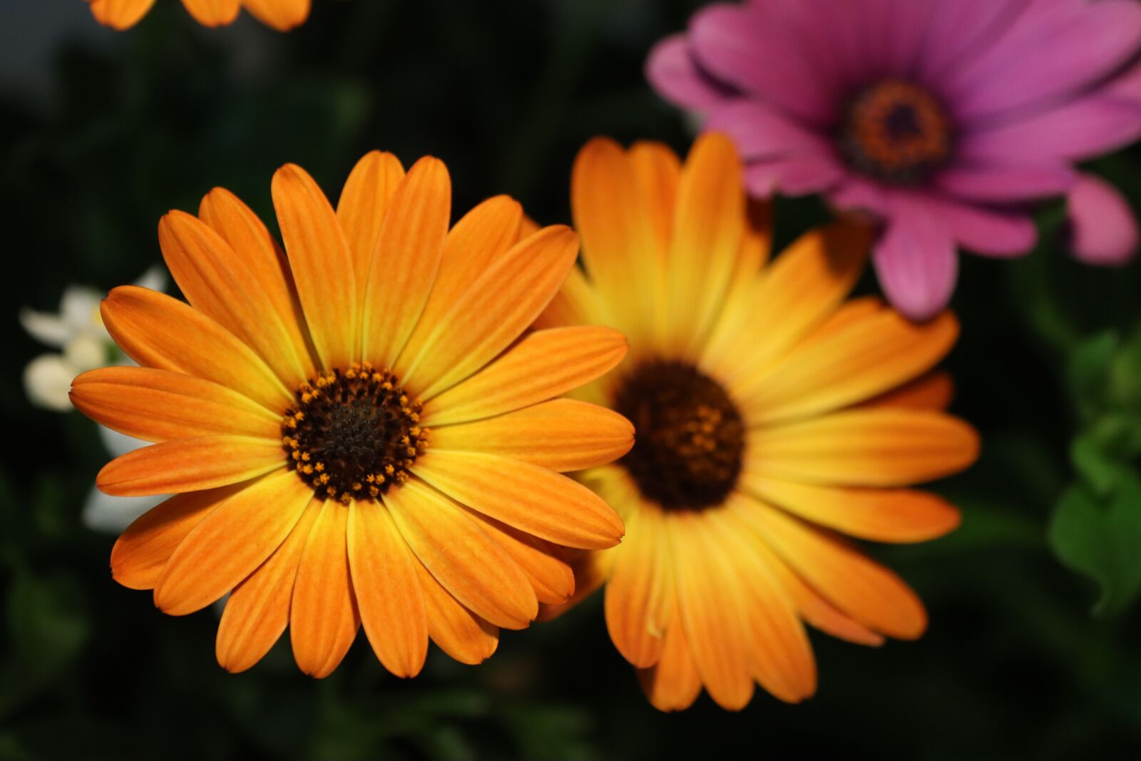 Canon EOS 90D sample photo. Flower, blossom, bloom photography
