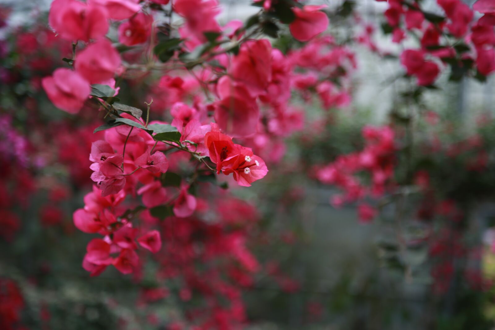 Canon EOS 6D + Canon EF 24-105mm F4L IS USM sample photo. The siberian, bougainvillea, paper photography