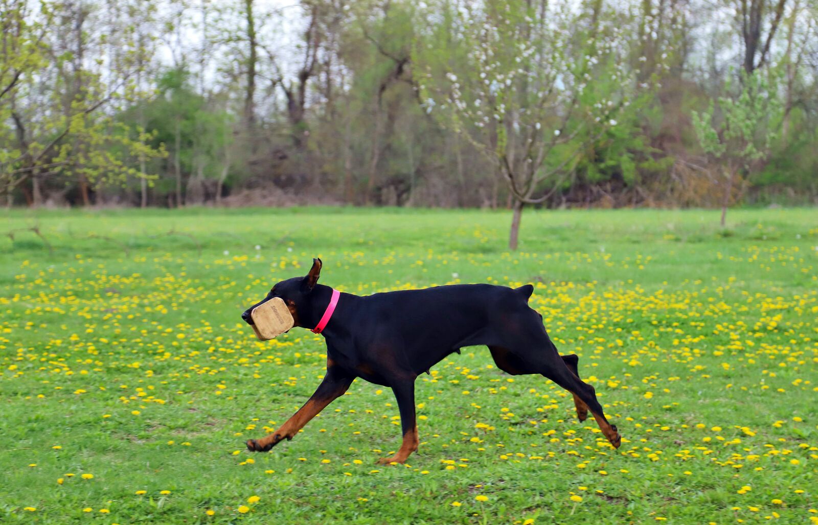 Canon EOS 6D Mark II sample photo. Doberman, dog, work photography