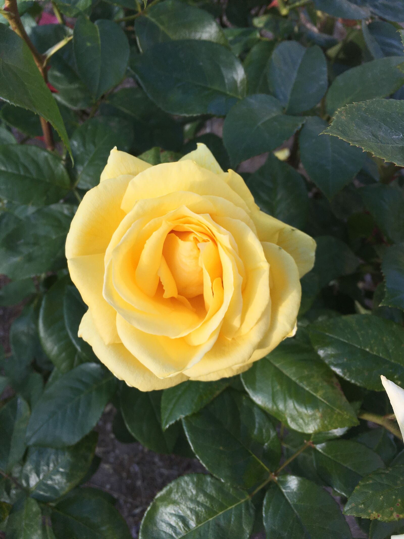 Apple iPhone 6s sample photo. Yellow rose, rosa, yellow photography