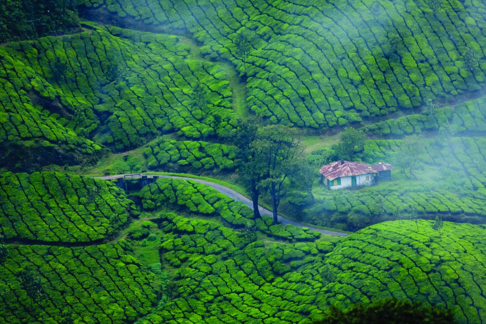 Canon EOS 40D sample photo. Munnar, kerala, tea plantation photography