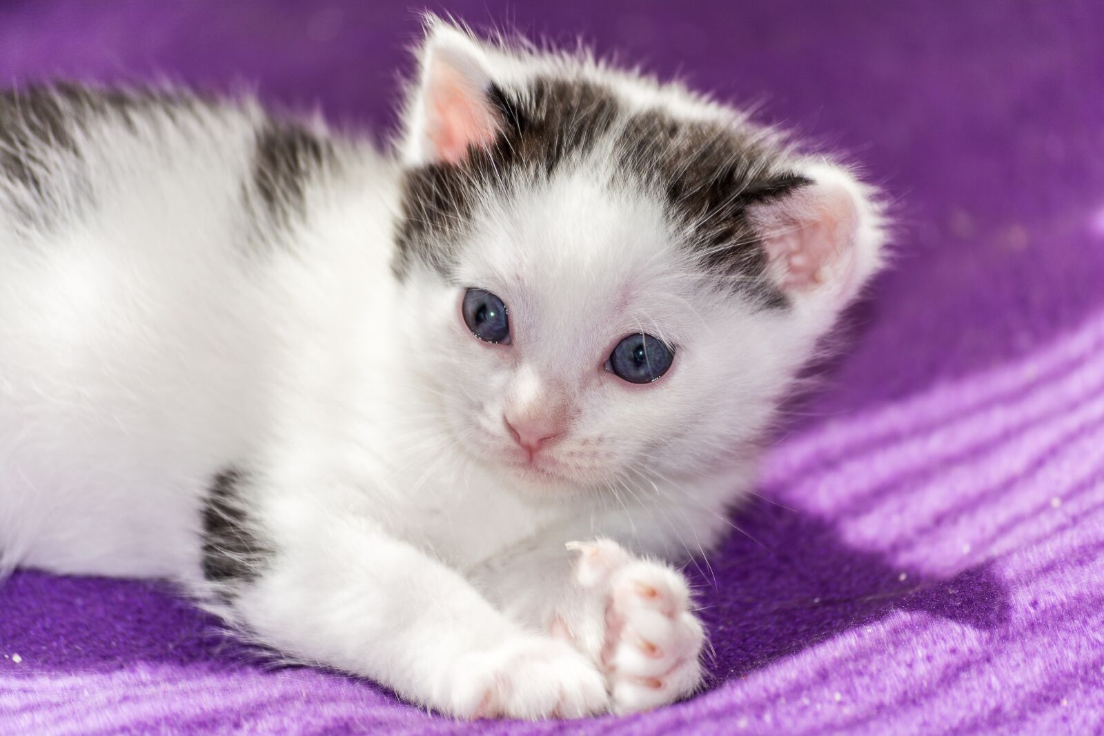Nikon D5200 sample photo. Baby cat, cat baby photography