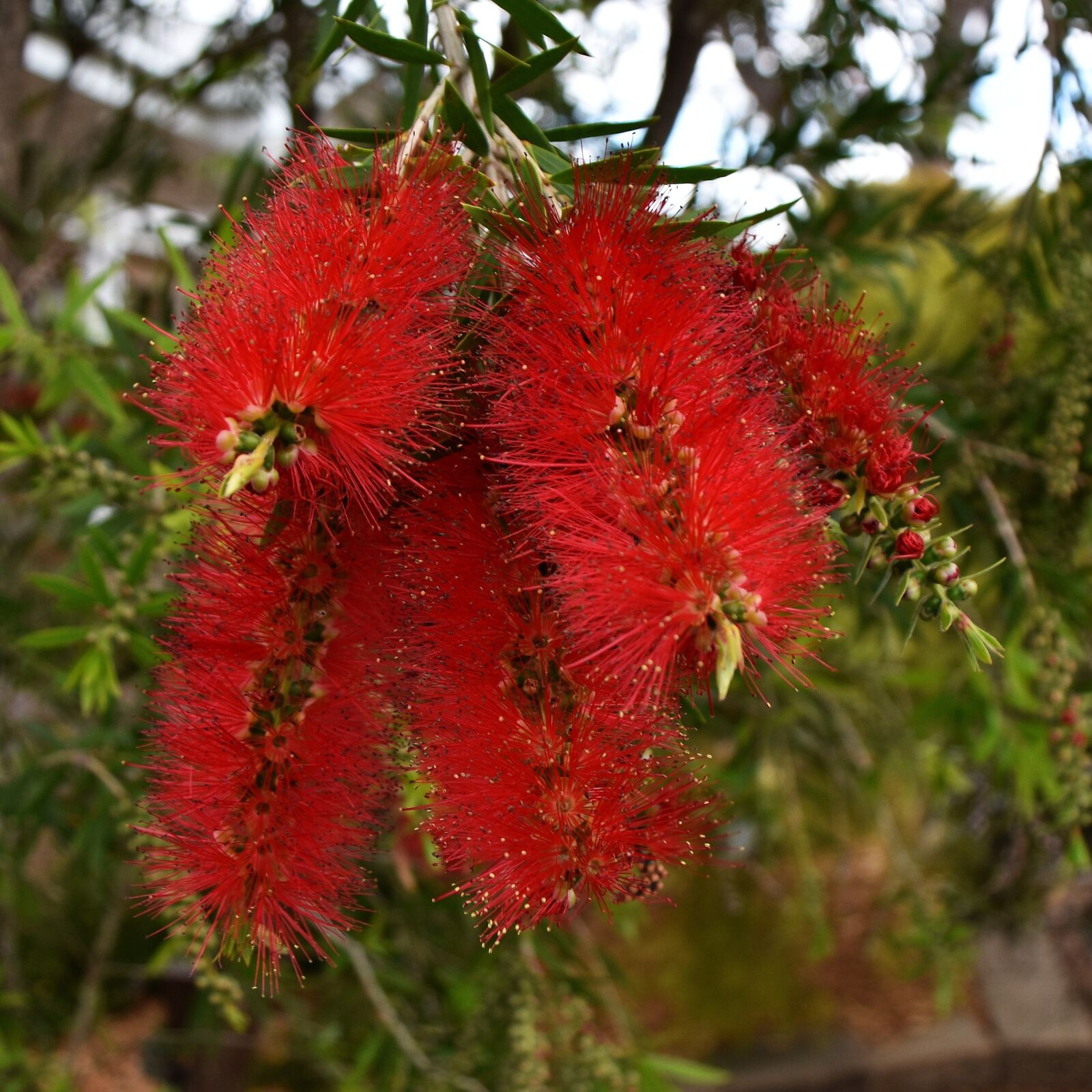 Nikon D3400 sample photo. Banksia, australian, native photography