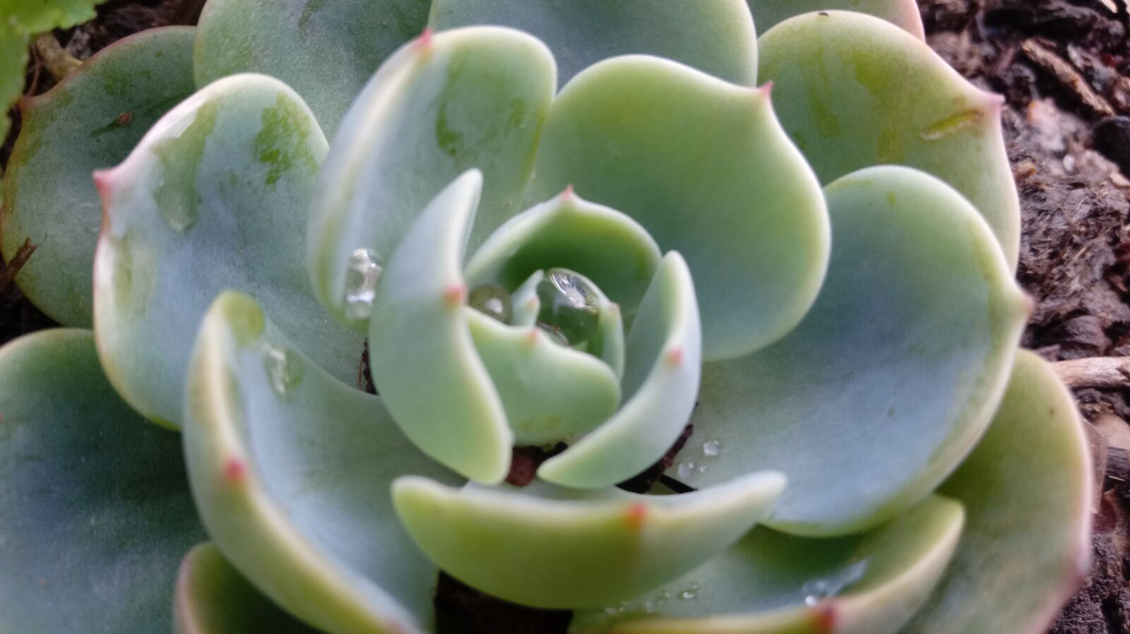 LG LM-X410.F sample photo. Plant, garden, juicy photography