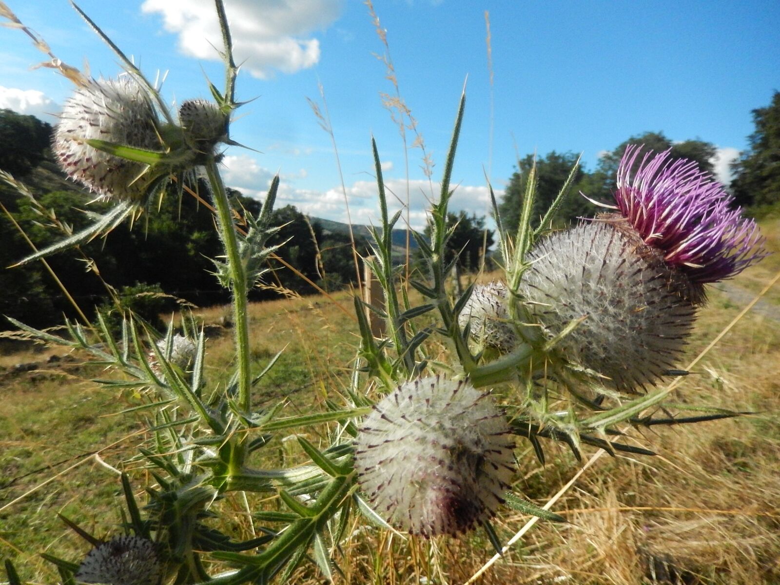 Nikon Coolpix S9500 sample photo. Thistles, nature, field photography