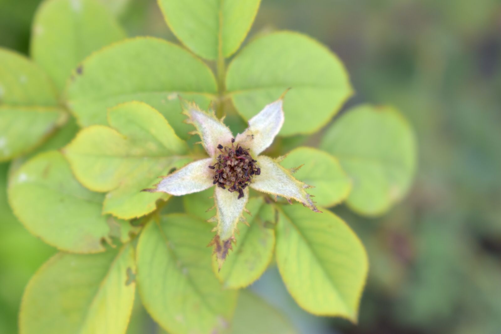 Nikon D5600 sample photo. Rose sepals, calyx, no photography