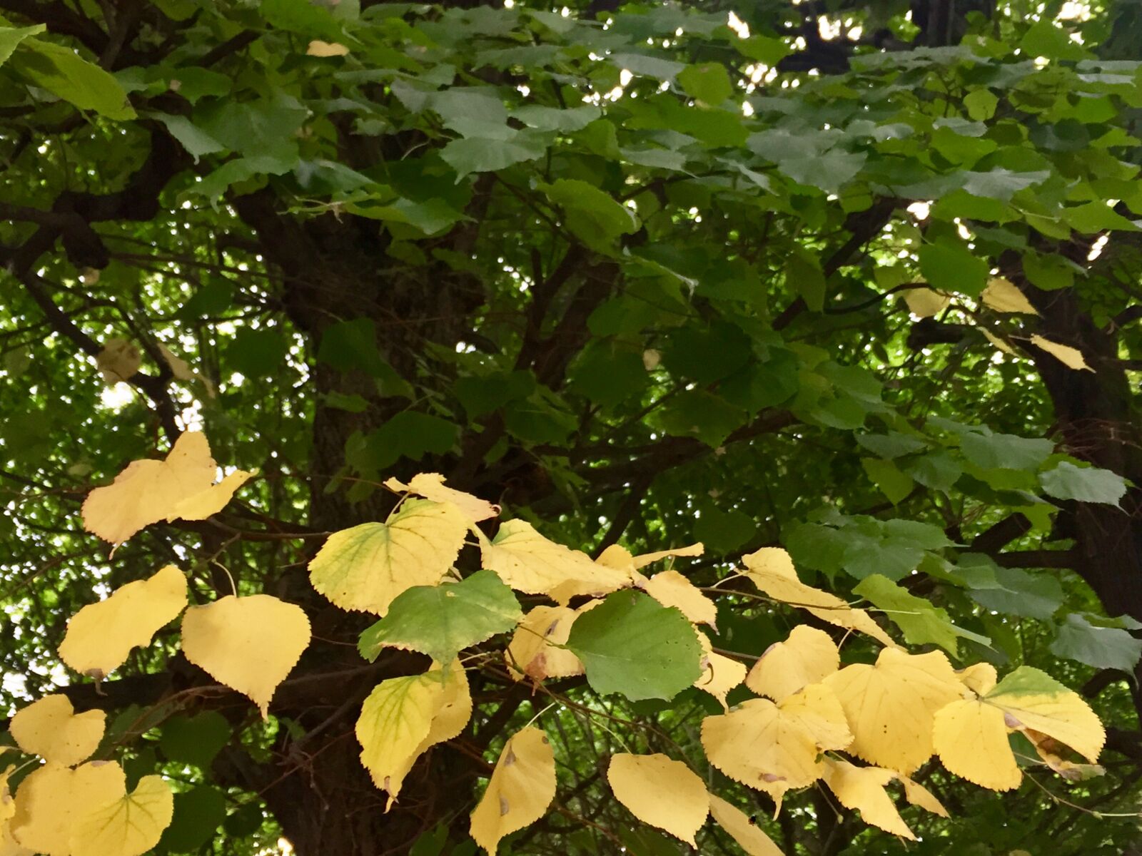 iPhone 6 Plus back camera 4.15mm f/2.2 sample photo
