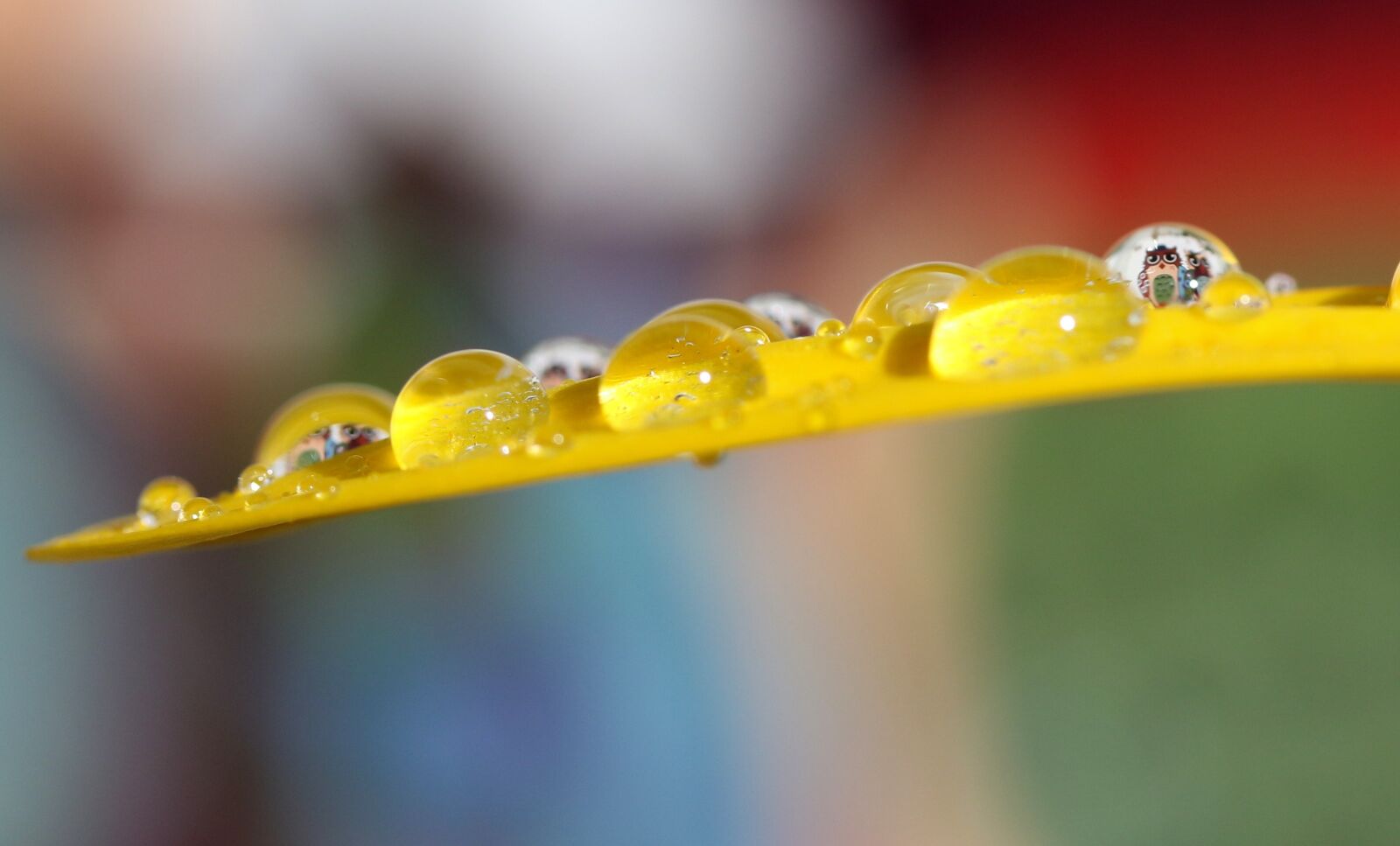 Canon EF-S 60mm F2.8 Macro USM sample photo. Owl, drops, macro photography