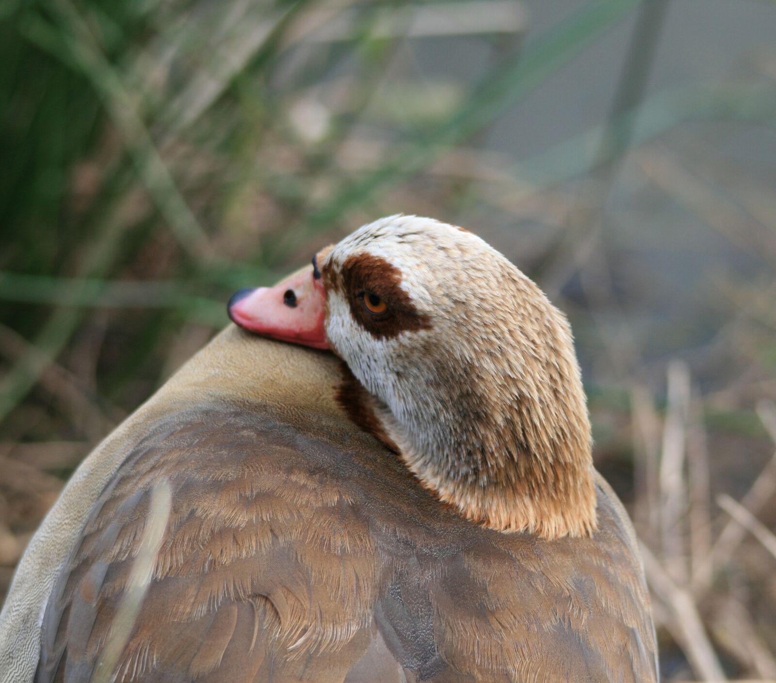 Canon EOS 400D (EOS Digital Rebel XTi / EOS Kiss Digital X) sample photo. Egyptian goose, goose, fowl photography
