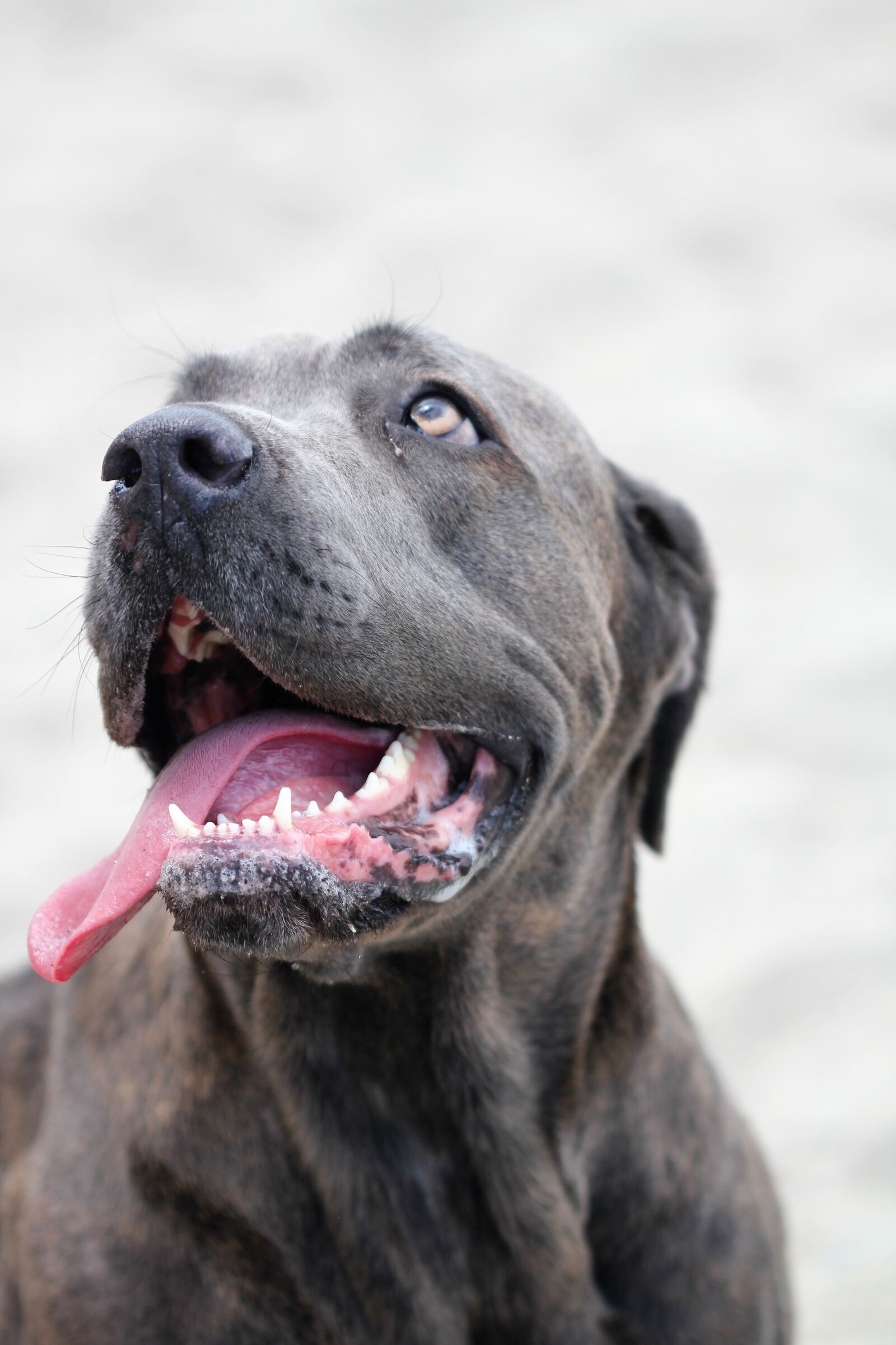 Canon EOS 550D (EOS Rebel T2i / EOS Kiss X4) sample photo. Dog, happy, happy dog photography