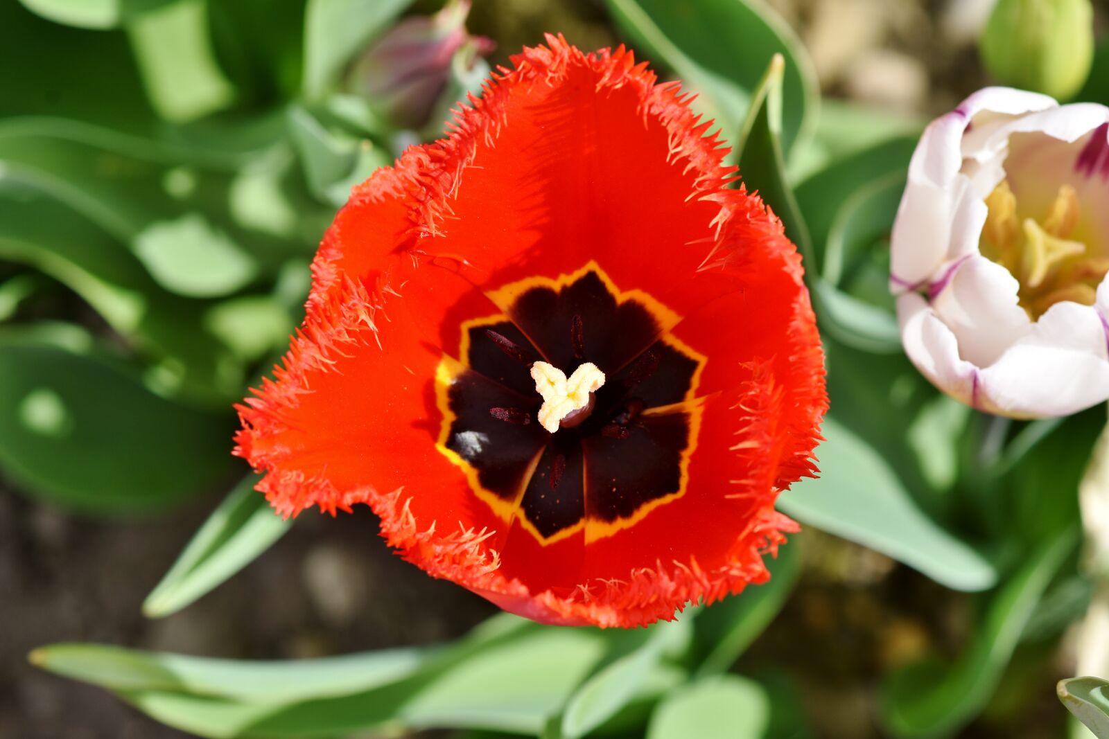 Nikon D7200 sample photo. Tulip, schnittblume, spring flowers photography