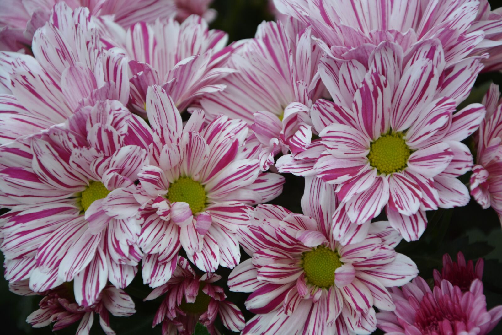 Nikon D5200 sample photo. Flowers, massif, bouquet photography