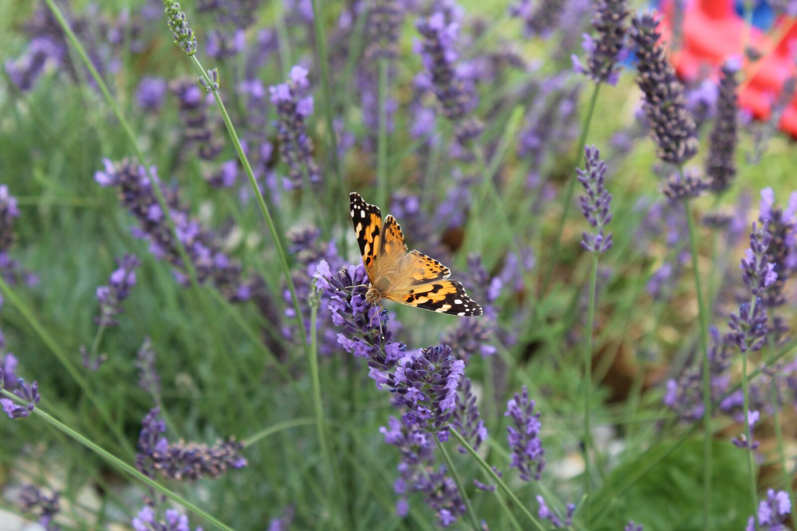 Canon EOS 1200D (EOS Rebel T5 / EOS Kiss X70 / EOS Hi) sample photo. Butterfly, insect, close up photography