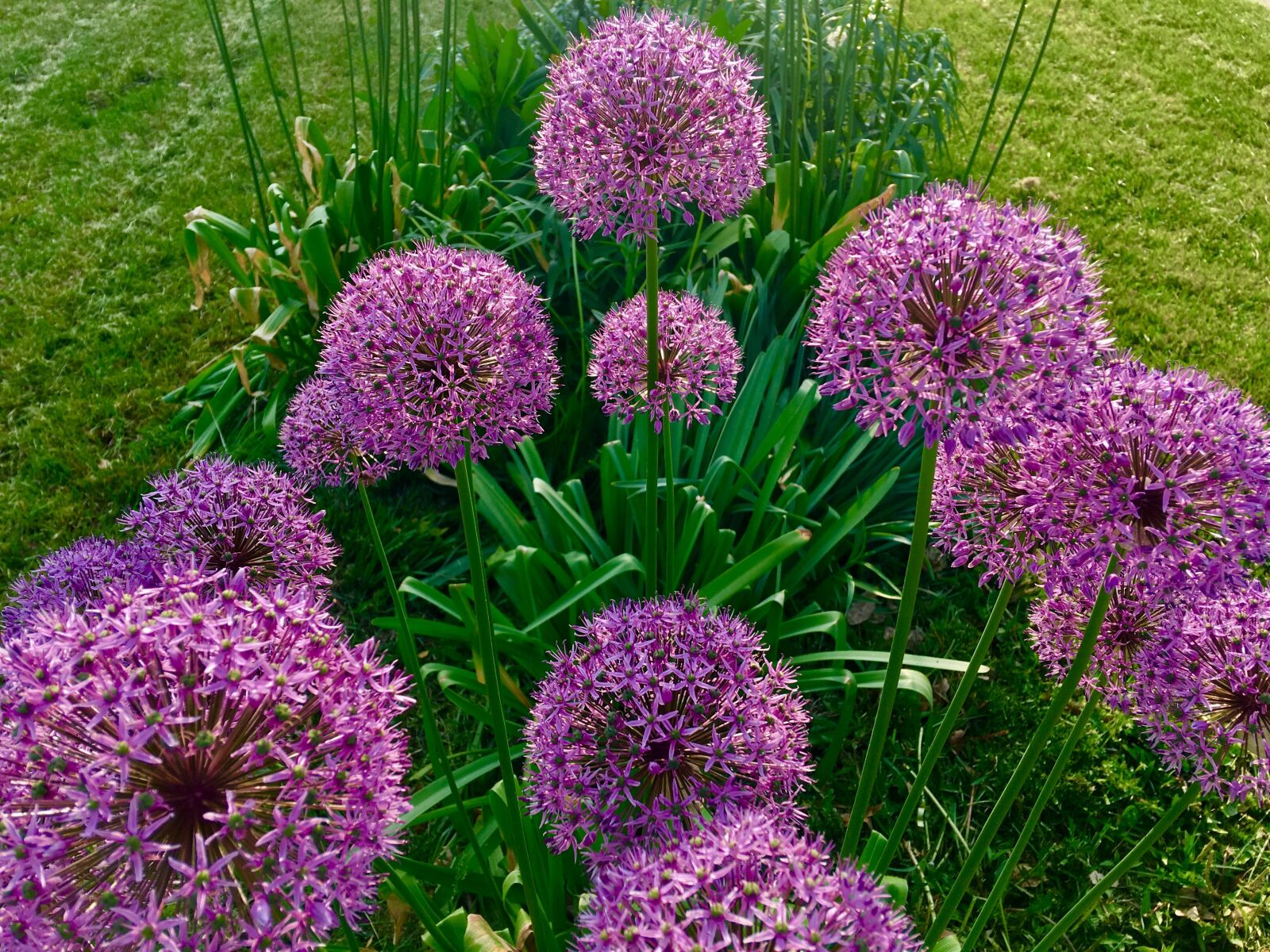 Apple iPhone 6s Plus sample photo. Allium, flower, purple photography