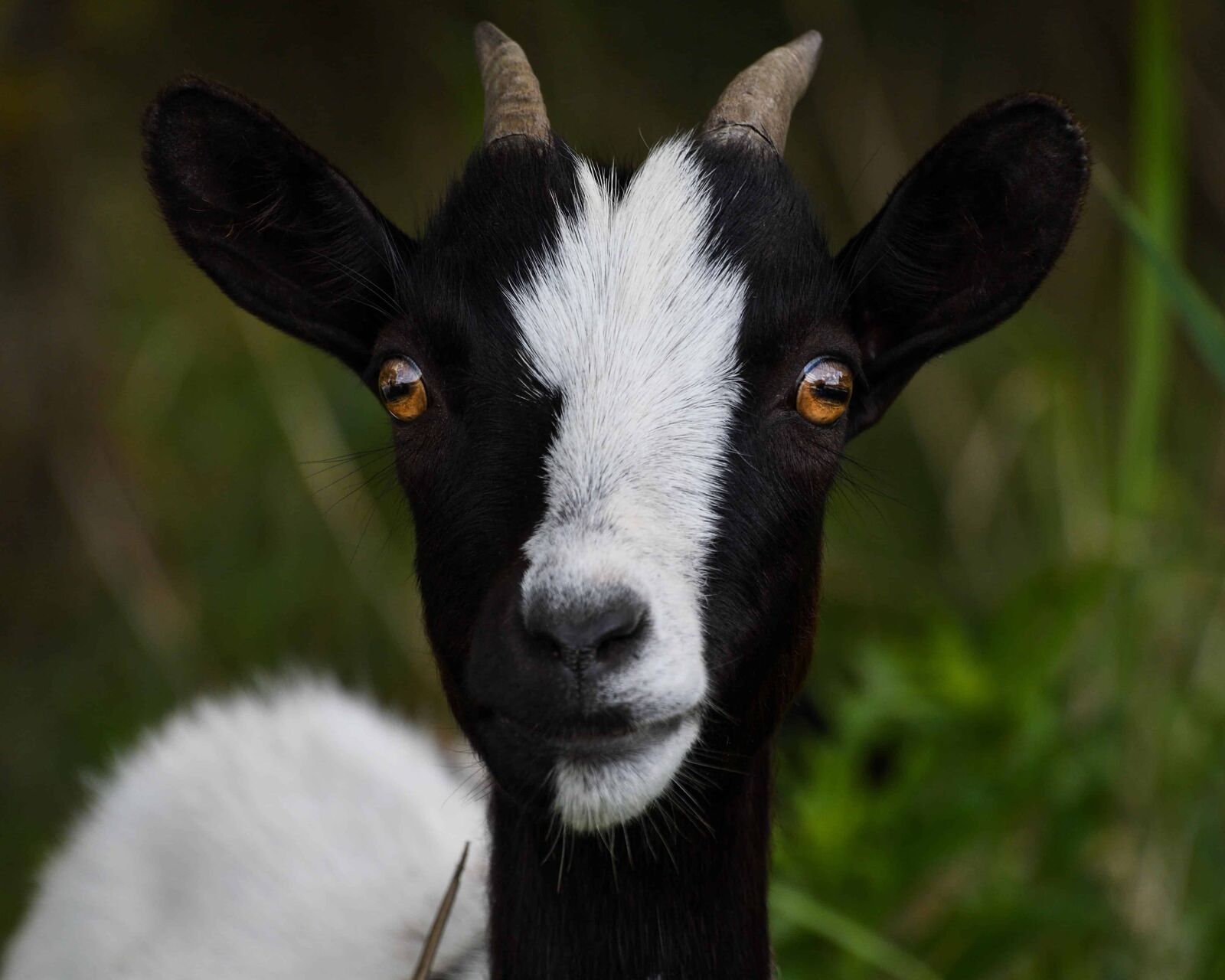 Nikon D500 sample photo. Cute, goat, animal, livestock photography