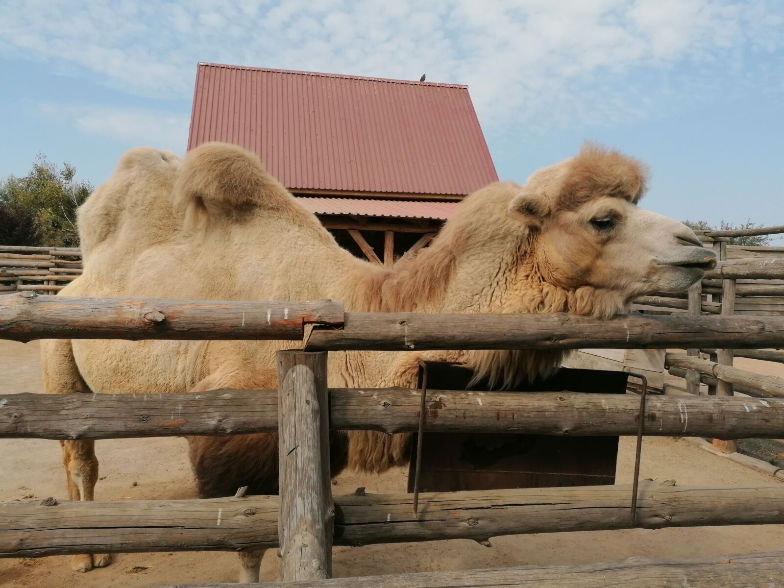 HUAWEI MAR-LX1A sample photo. Camel, zoo, animal photography