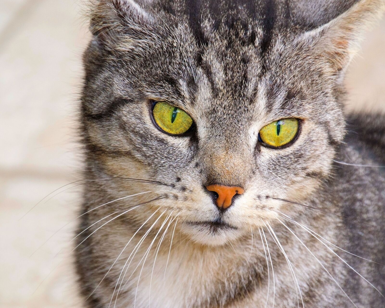 Nikon D3100 sample photo. Cat, green eyes, domestic photography