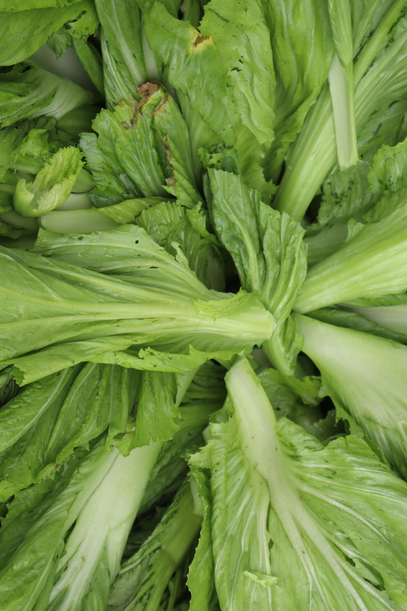 Canon EOS M50 (EOS Kiss M) sample photo. Vegetables, pickled, the leaves photography