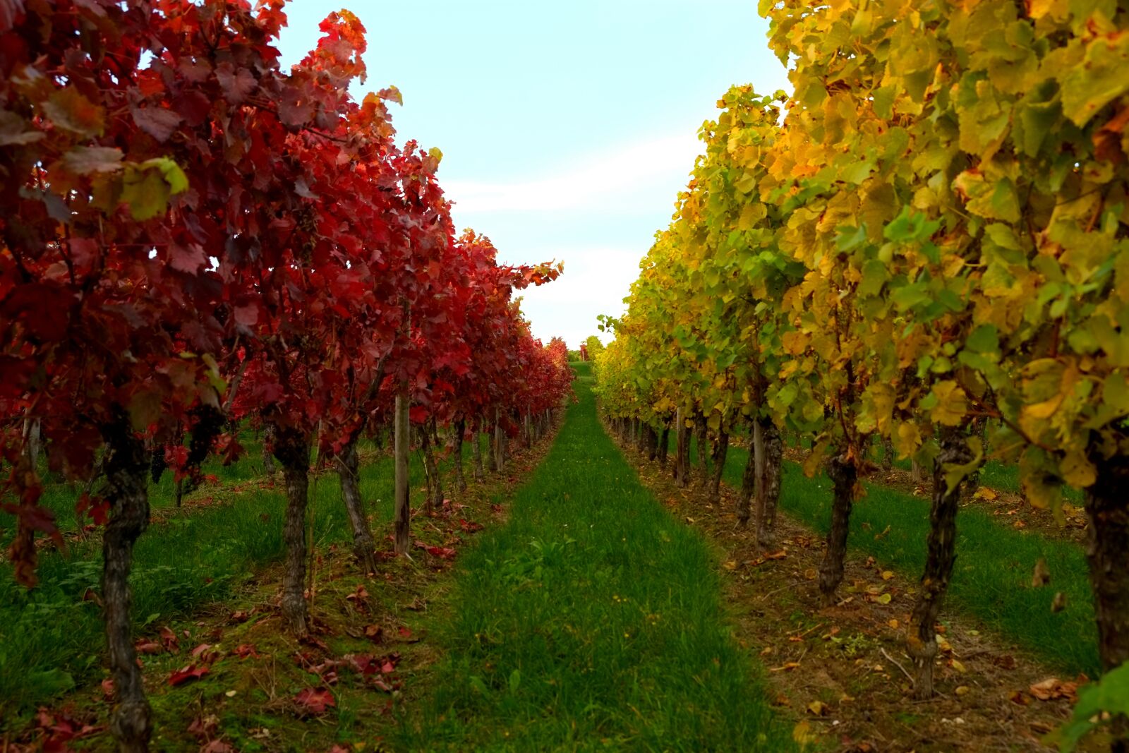 Fujifilm X-E1 sample photo. Vines, vine leaves, vine photography