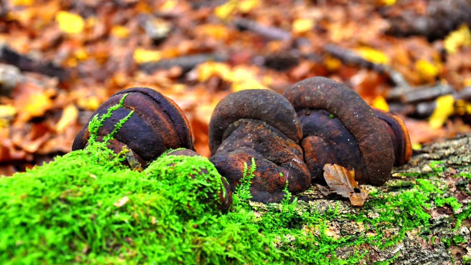 Nikon D90 sample photo. Mushroom, autumn, forest photography