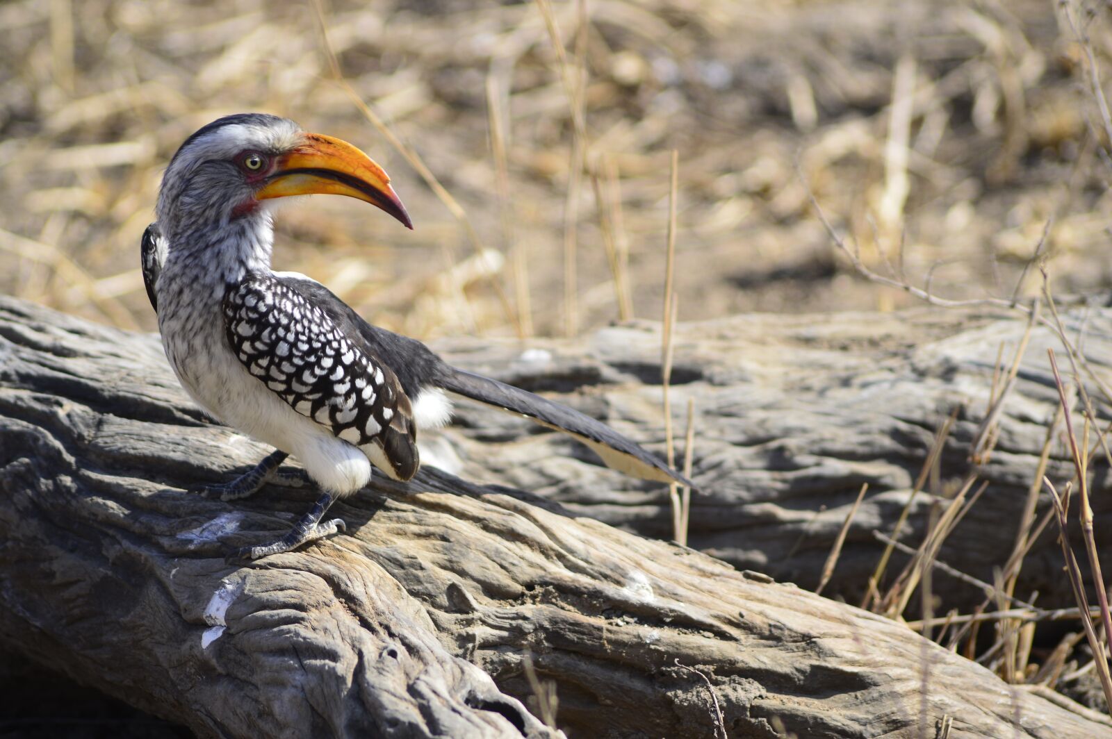 Nikon D3200 sample photo. Yellow hornbill, nature, bird photography
