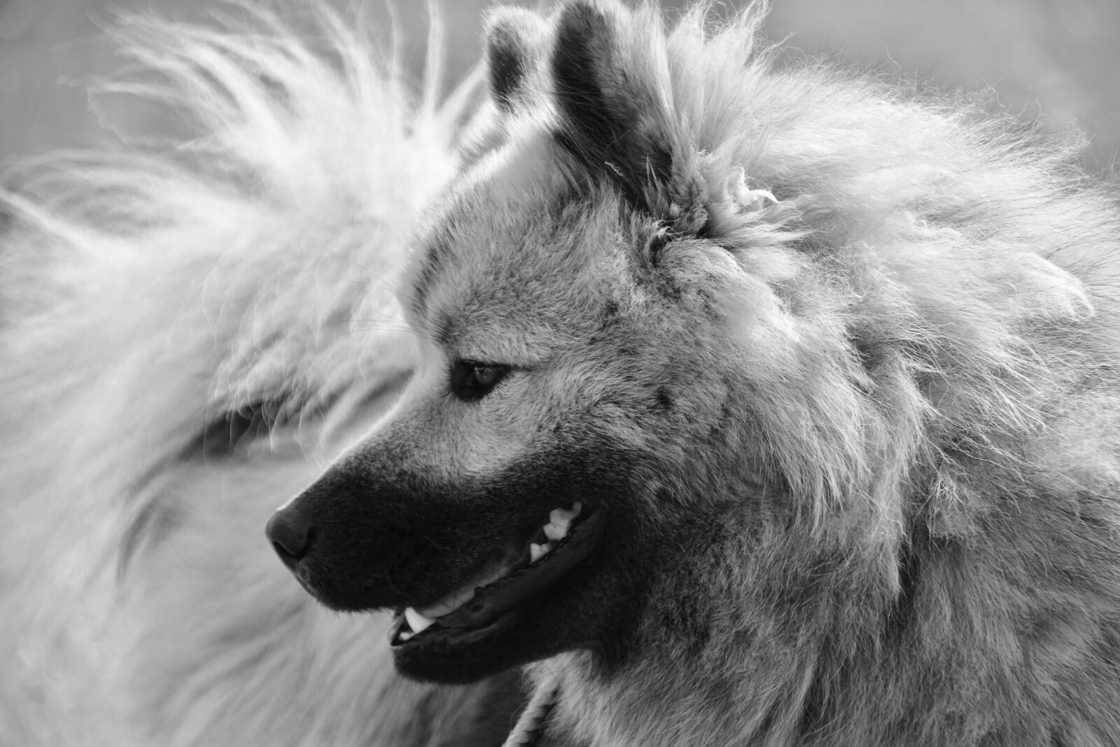 Nikon D5600 sample photo. Dog eurasier, black and photography
