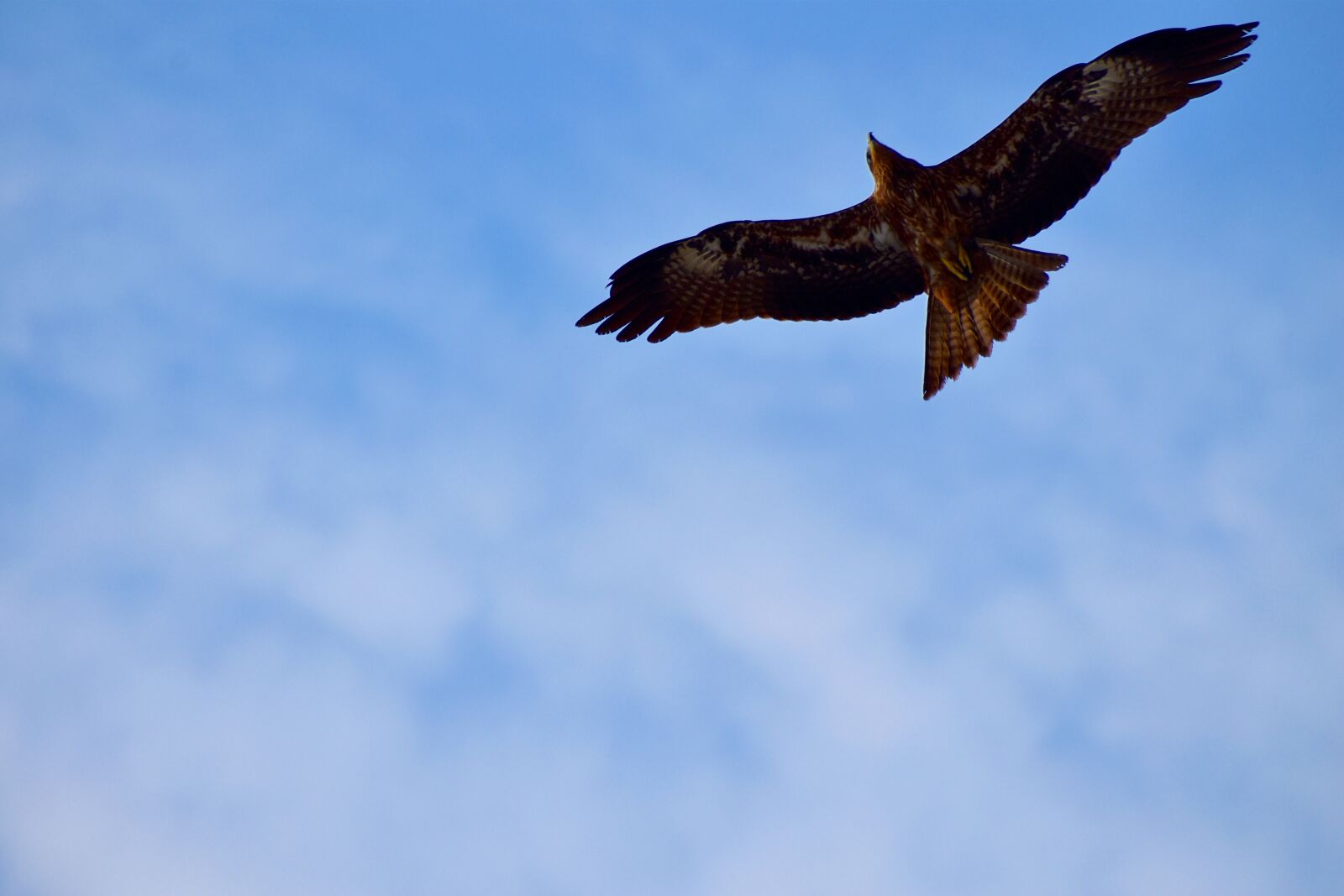 Nikon D5600 sample photo. Black kite, milvus migrans photography