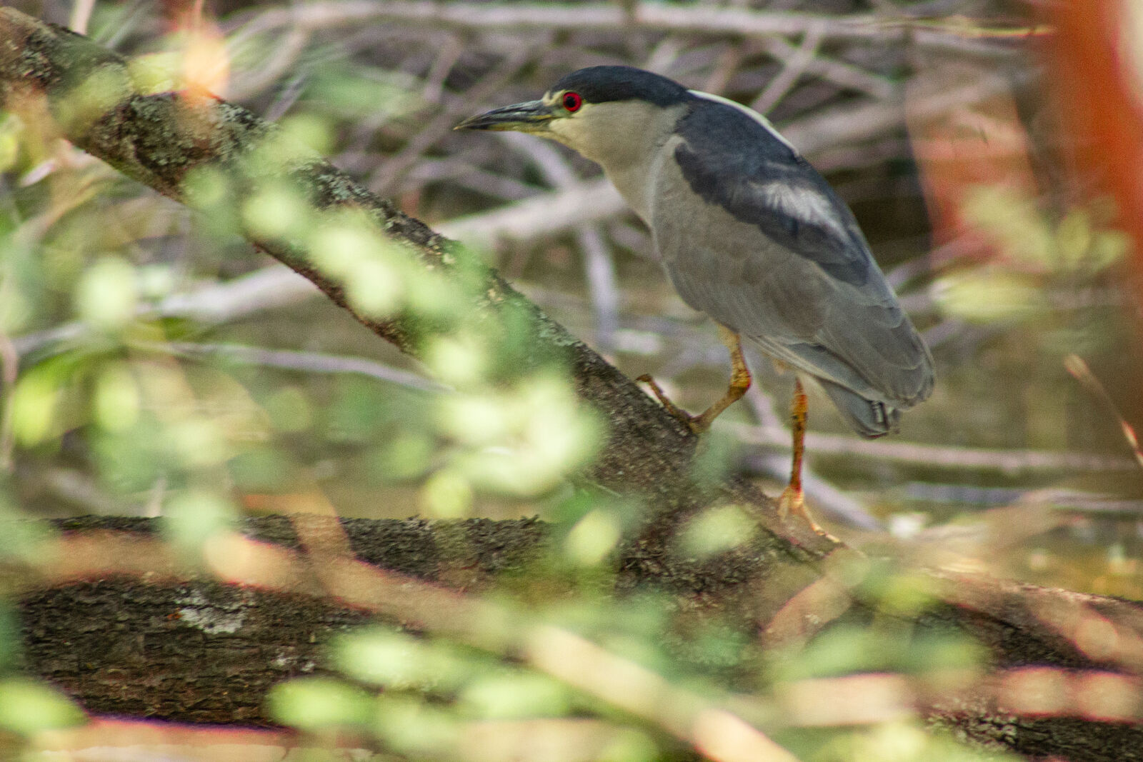 Canon EF 75-300mm f/4-5.6 sample photo