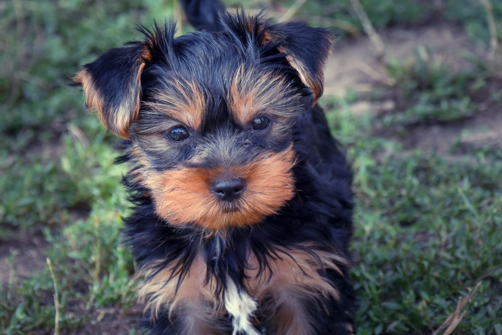 Nikon D5500 sample photo. Dog, puppy, animal photography